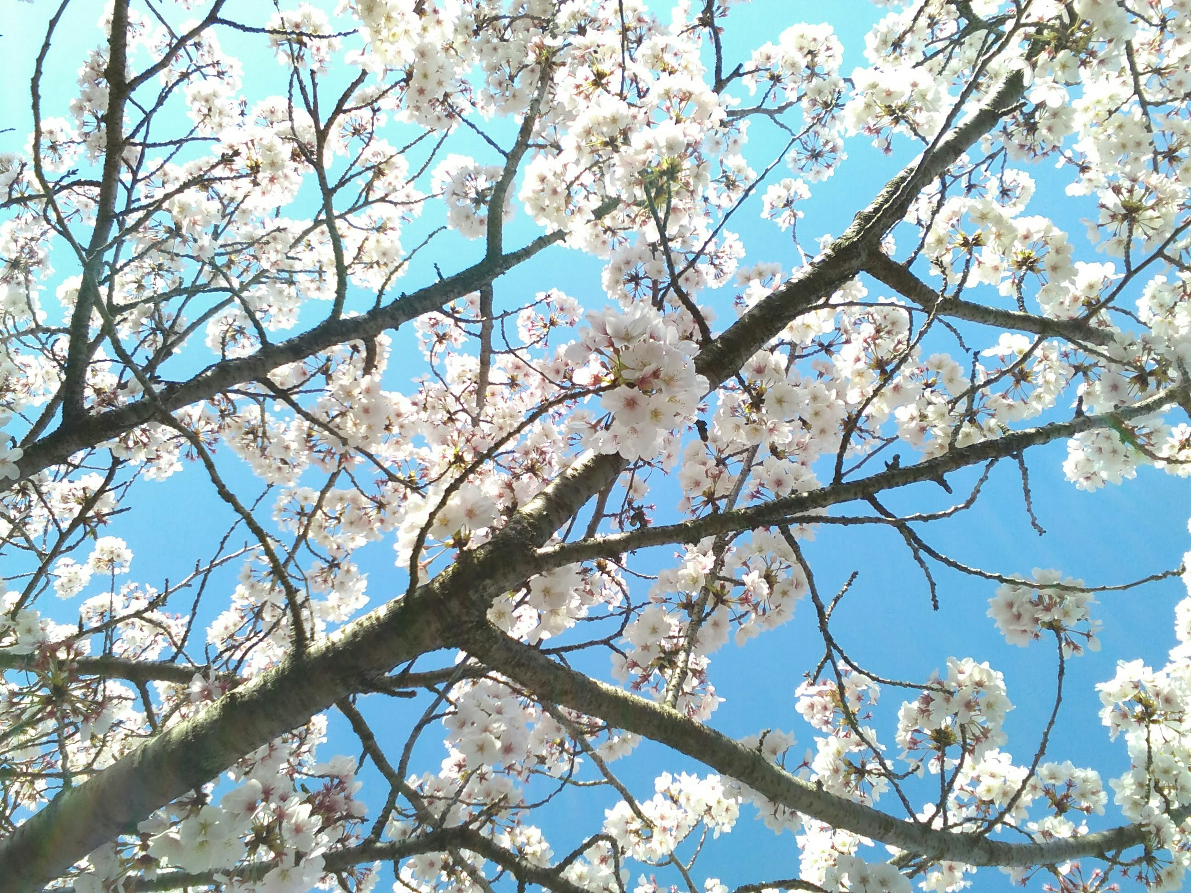 Vista bellissima di fiori di ciliegio e rami sotto un cielo blu