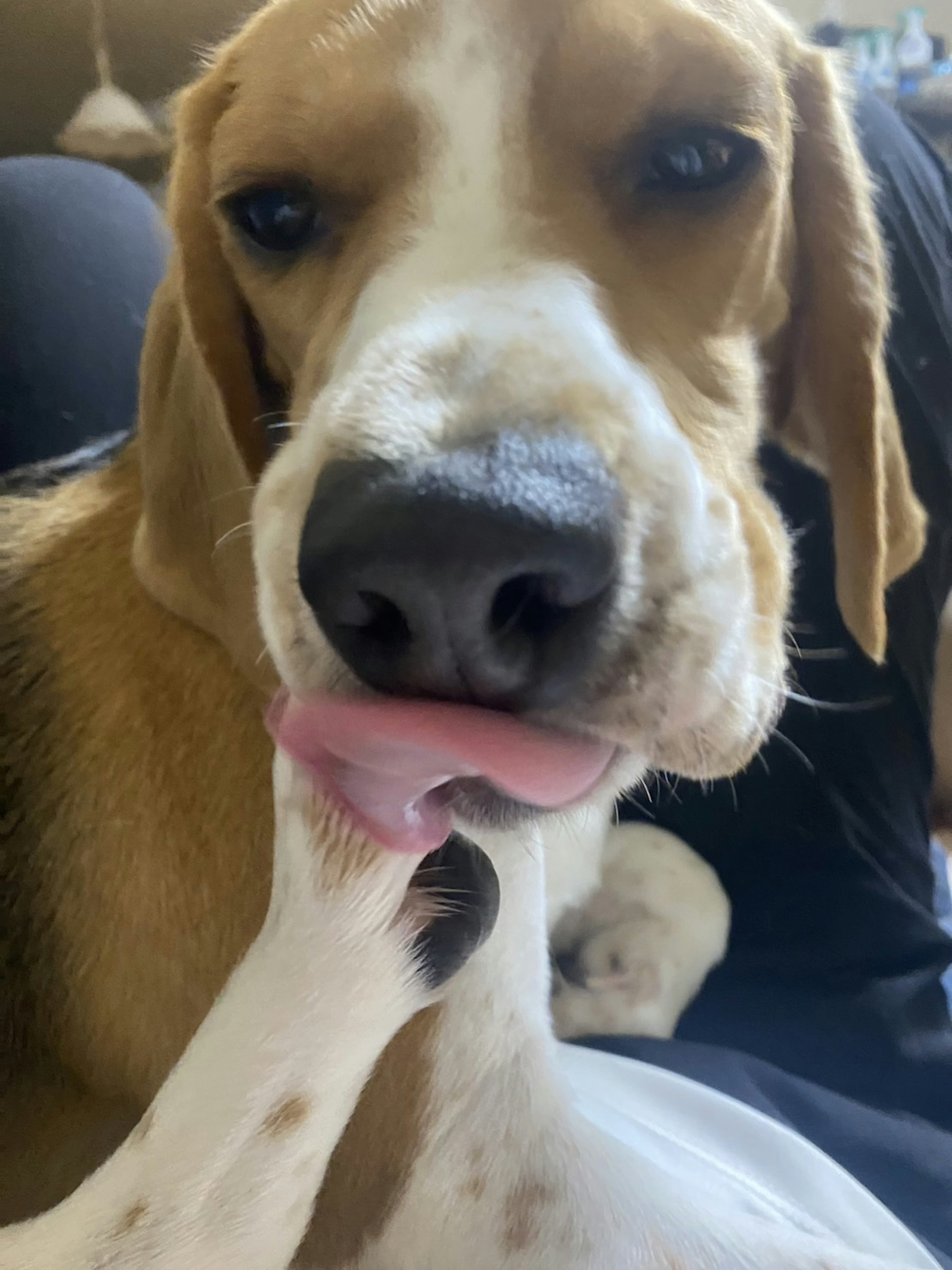 A playful Beagle dog sticking out its tongue