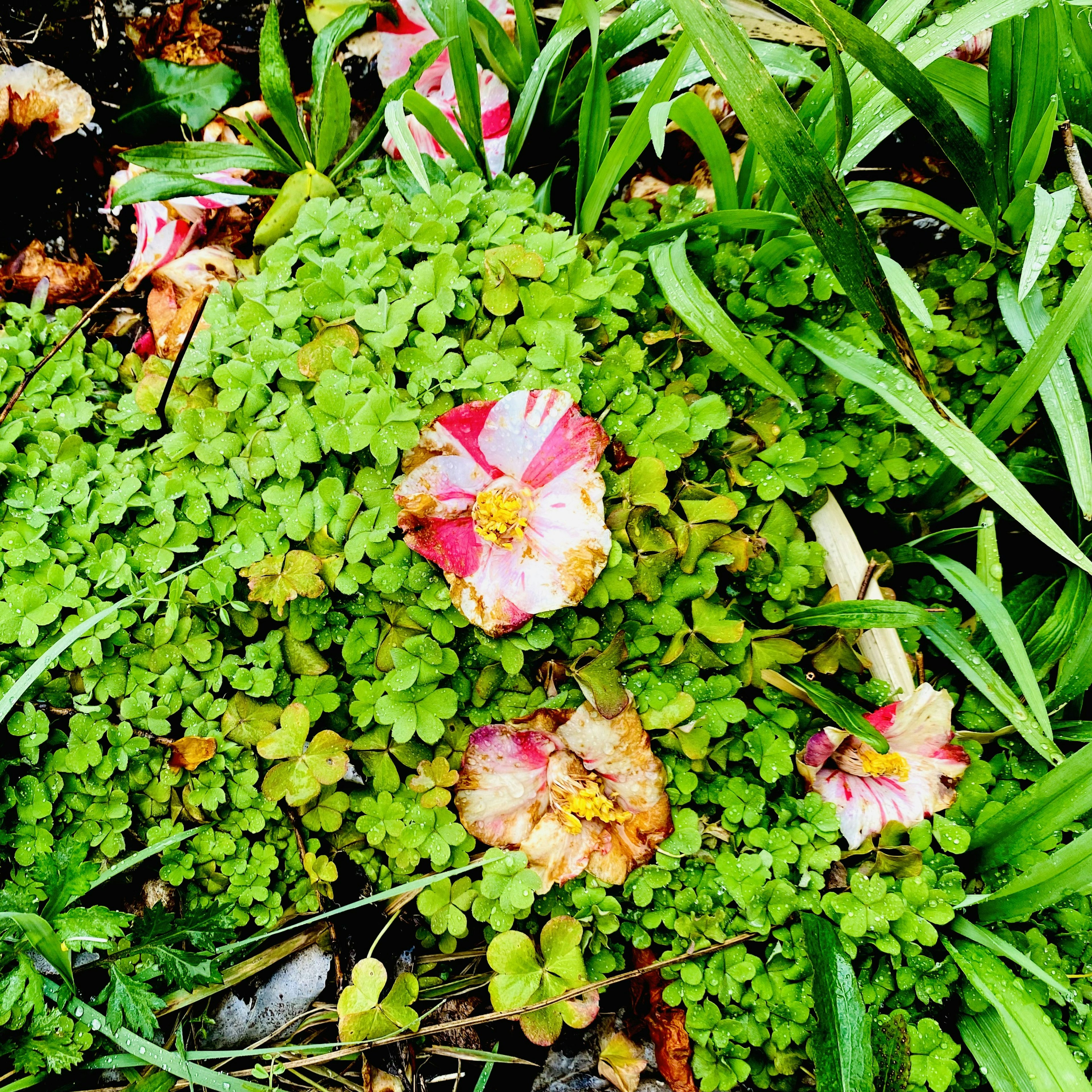 緑の葉の上に咲く赤と白の花