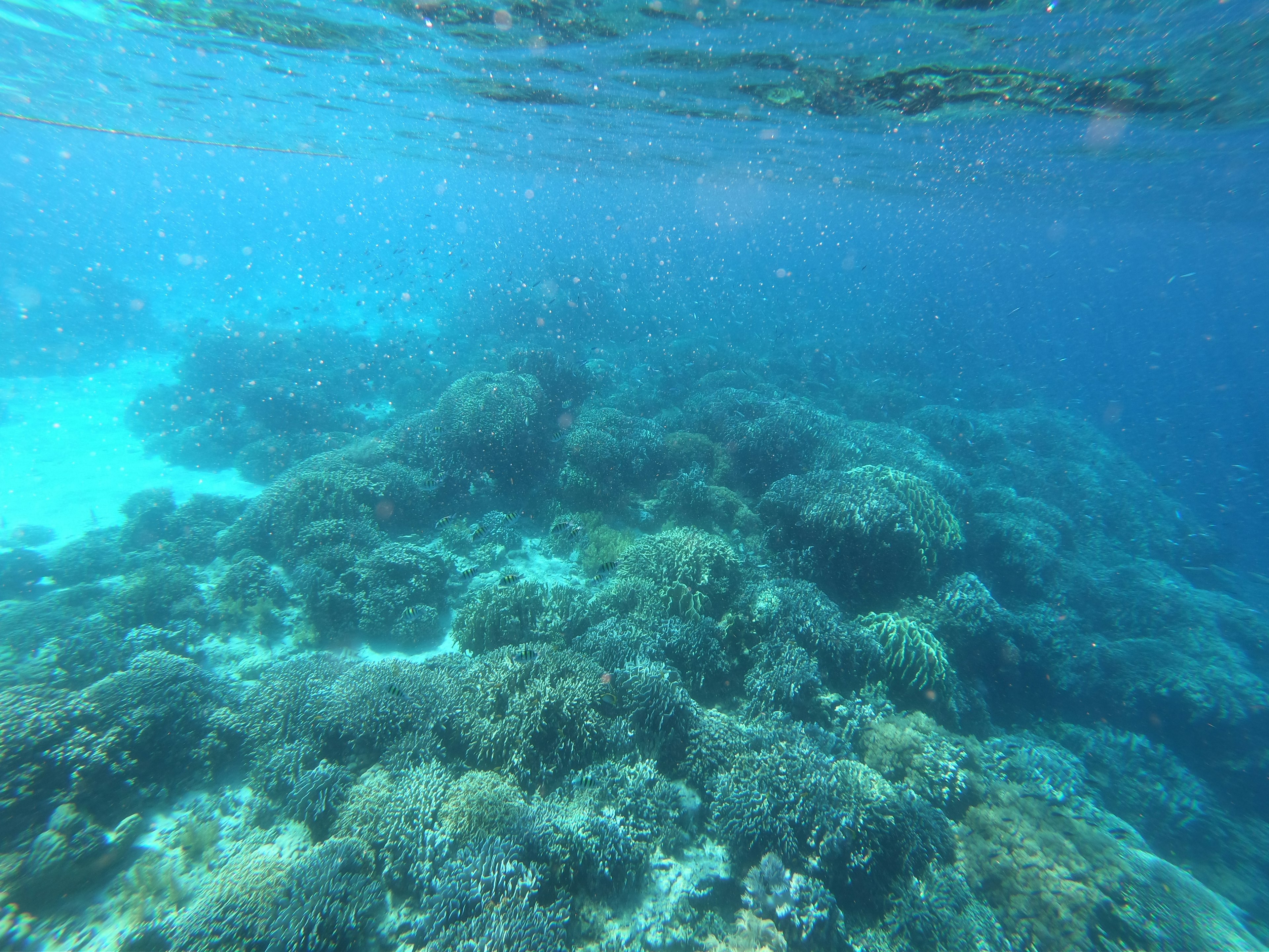 Pemandangan bawah laut terumbu karang yang hidup di air jernih