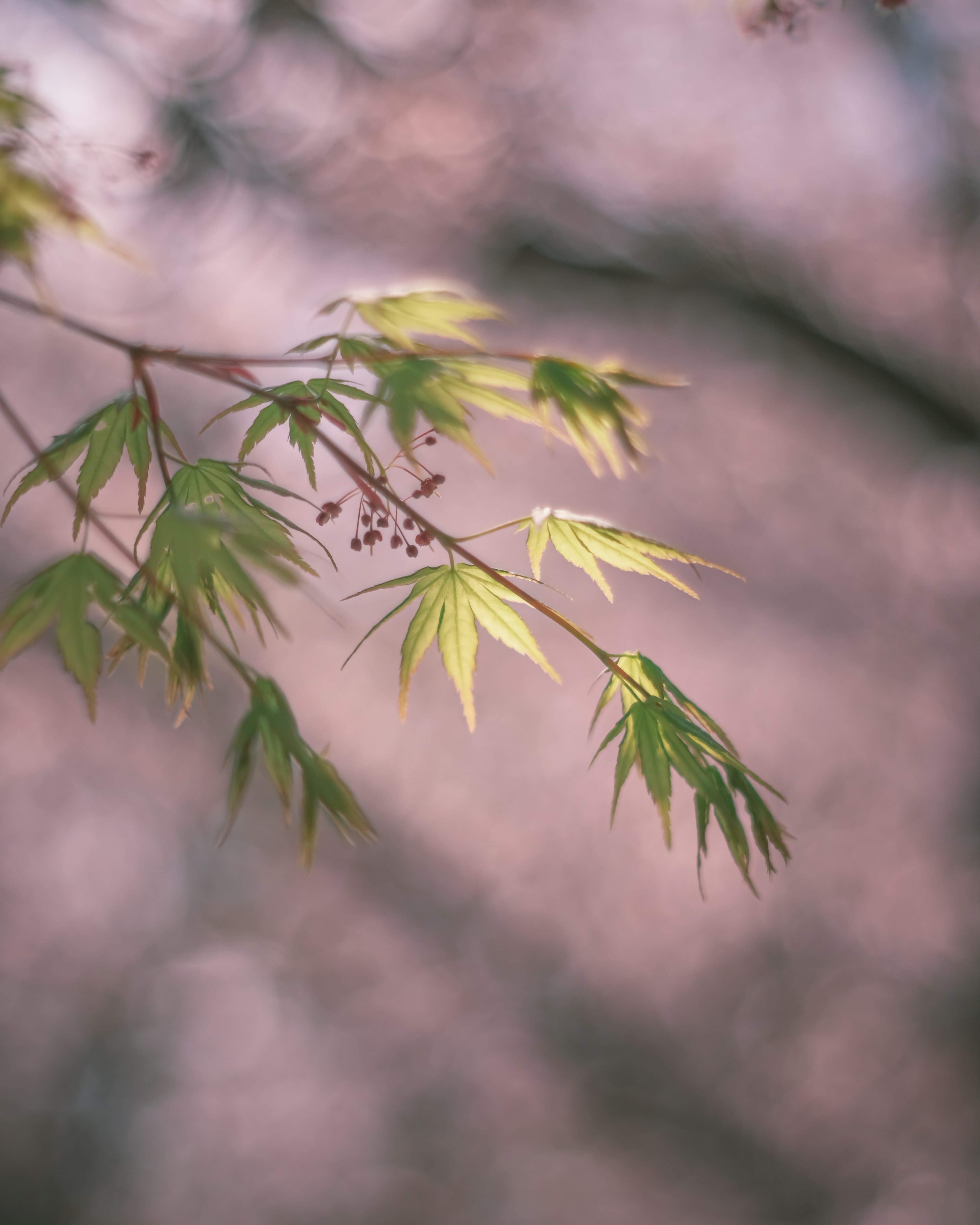 Delicate green leaves against a soft blurred background