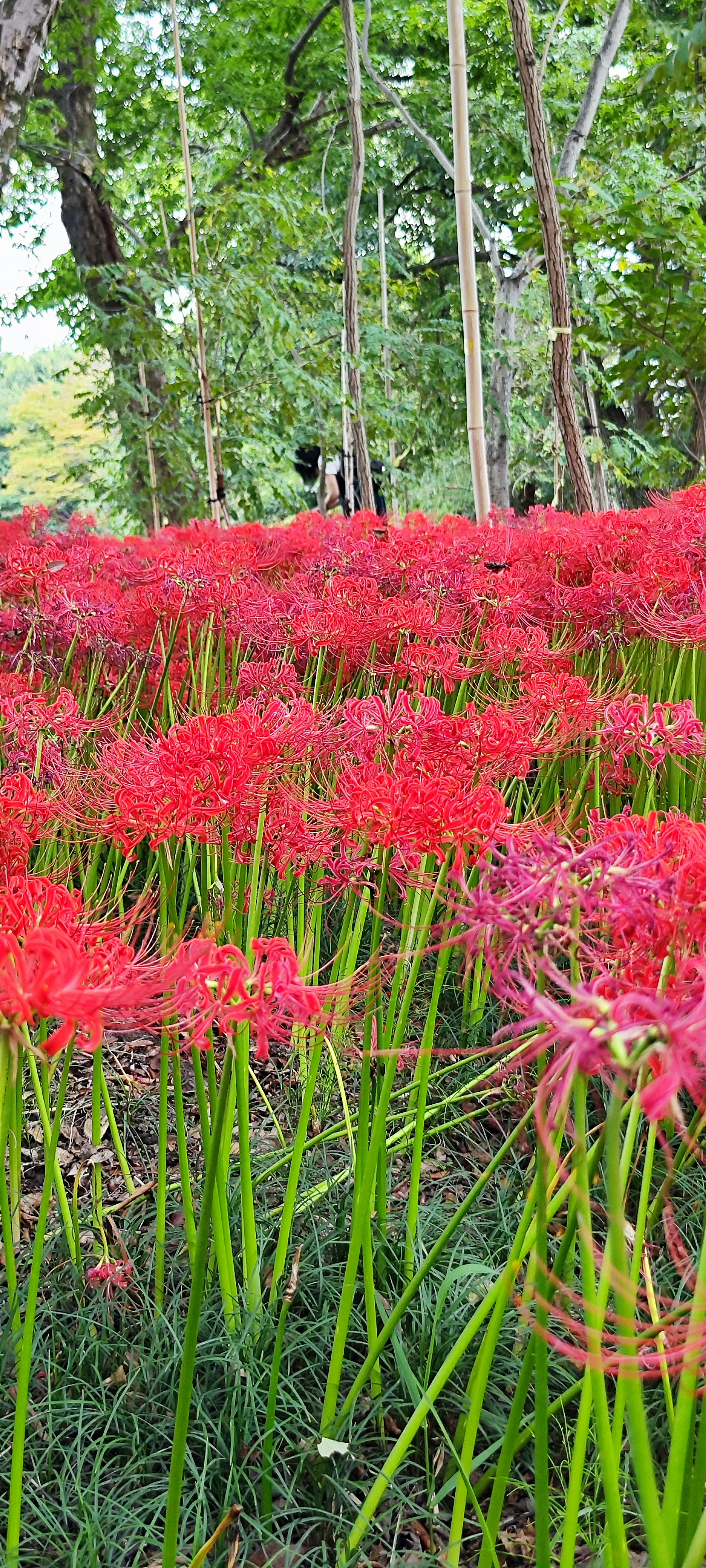 Lapangan bunga lily laba-laba merah dikelilingi pohon hijau