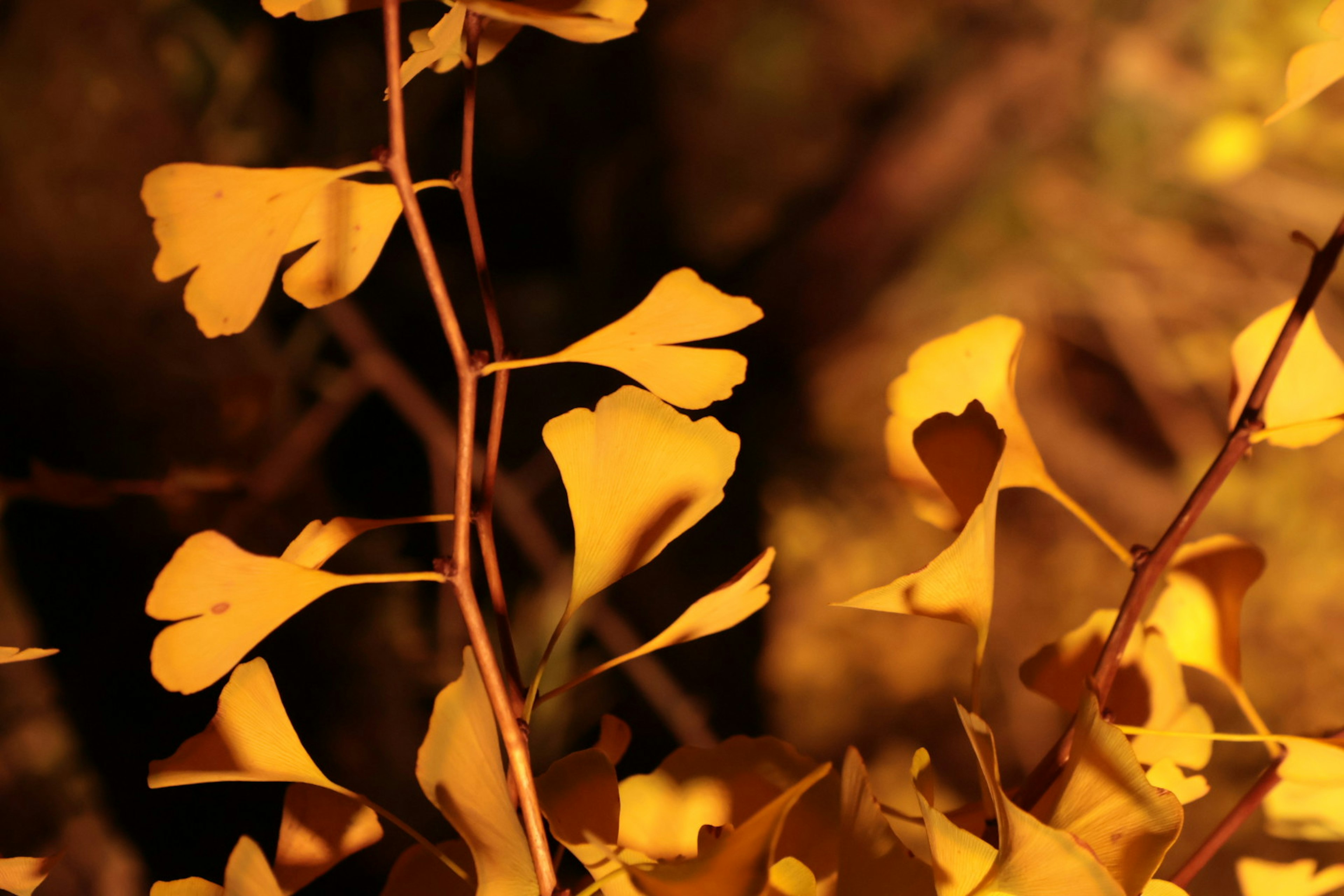 Foglie di ginkgo dorate illuminate da una luce calda