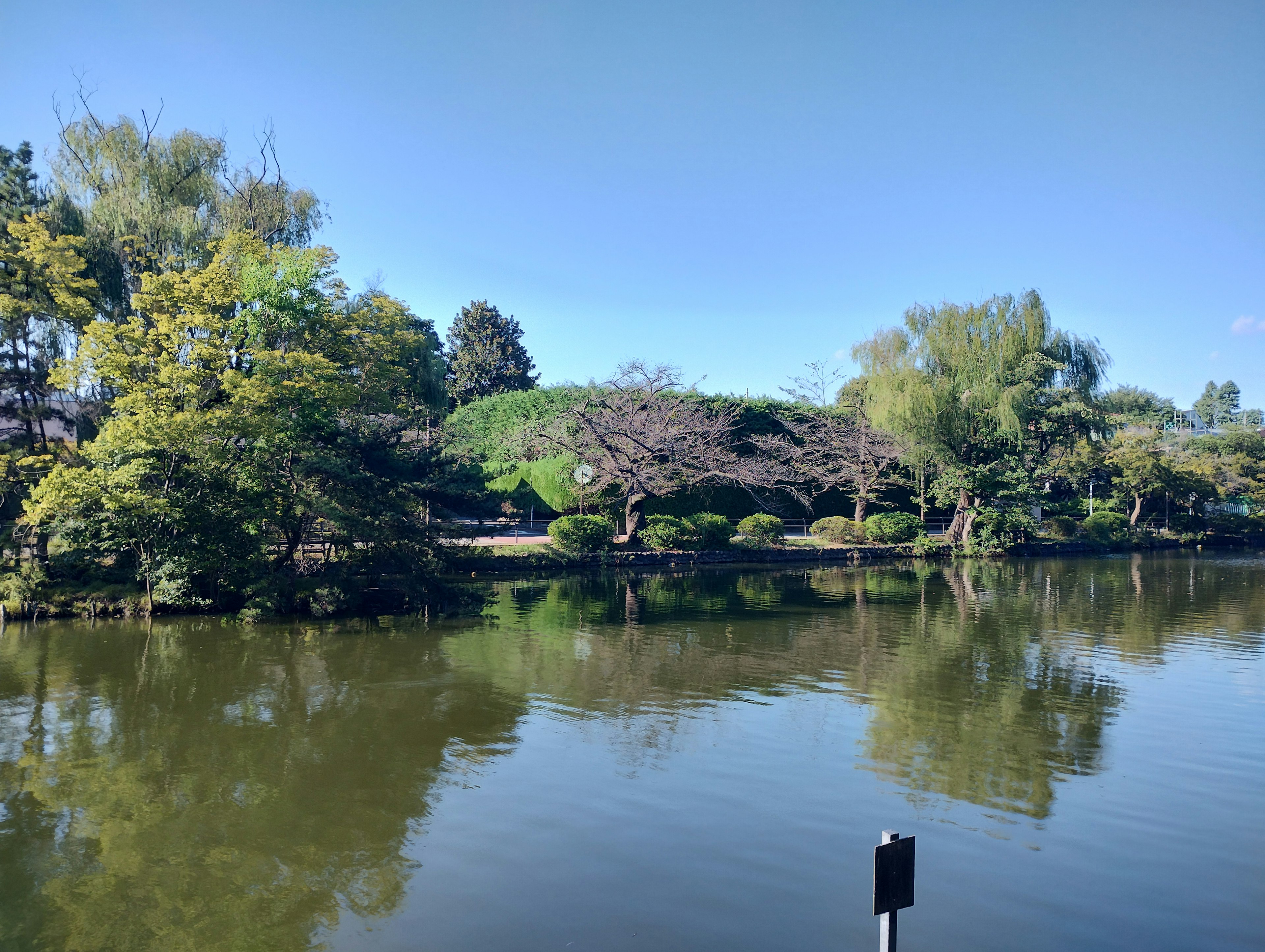 Scena di lago tranquillo con vegetazione lussureggiante