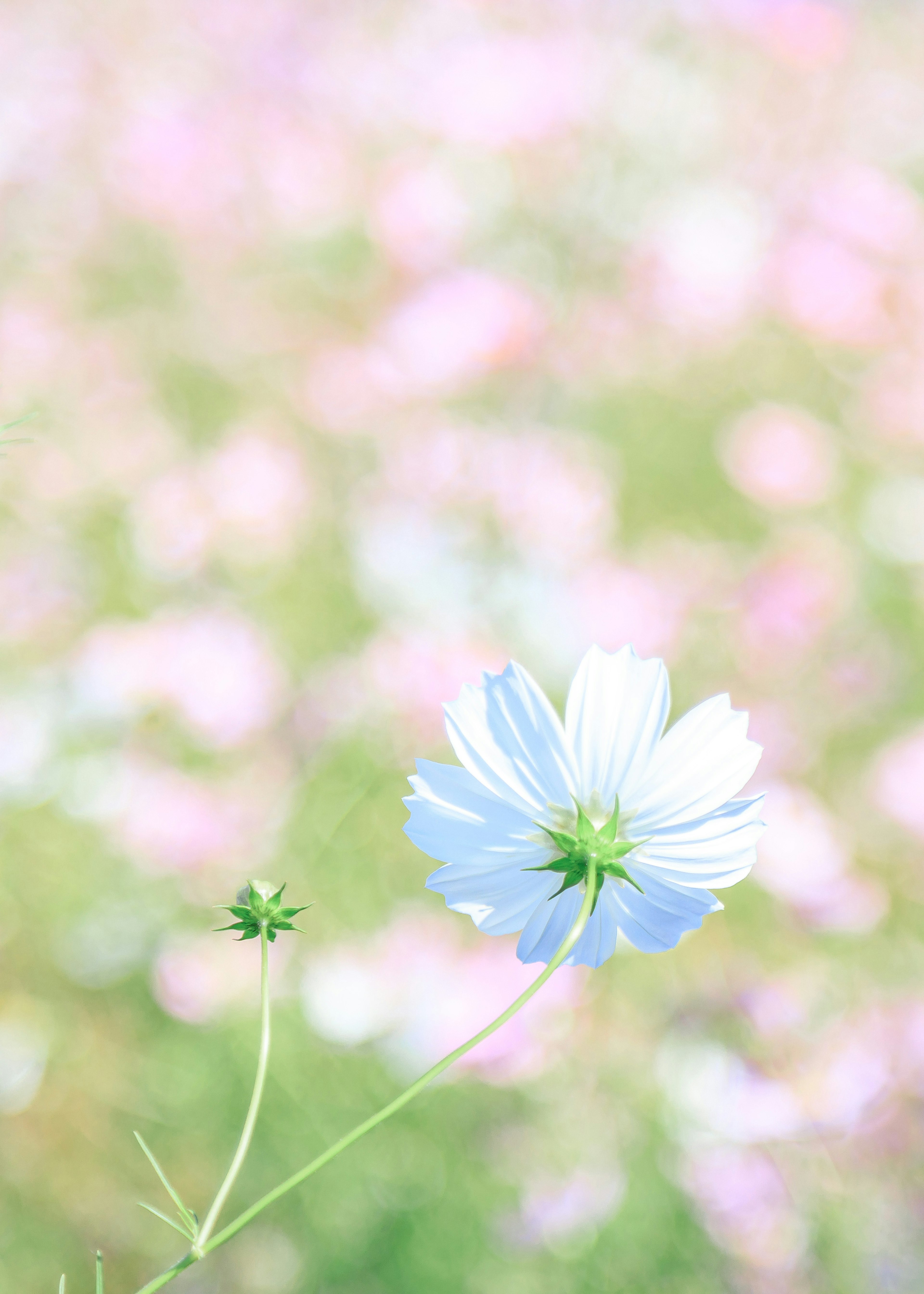 淡い色の花が咲いている背景に、青い花が一輪目立っている