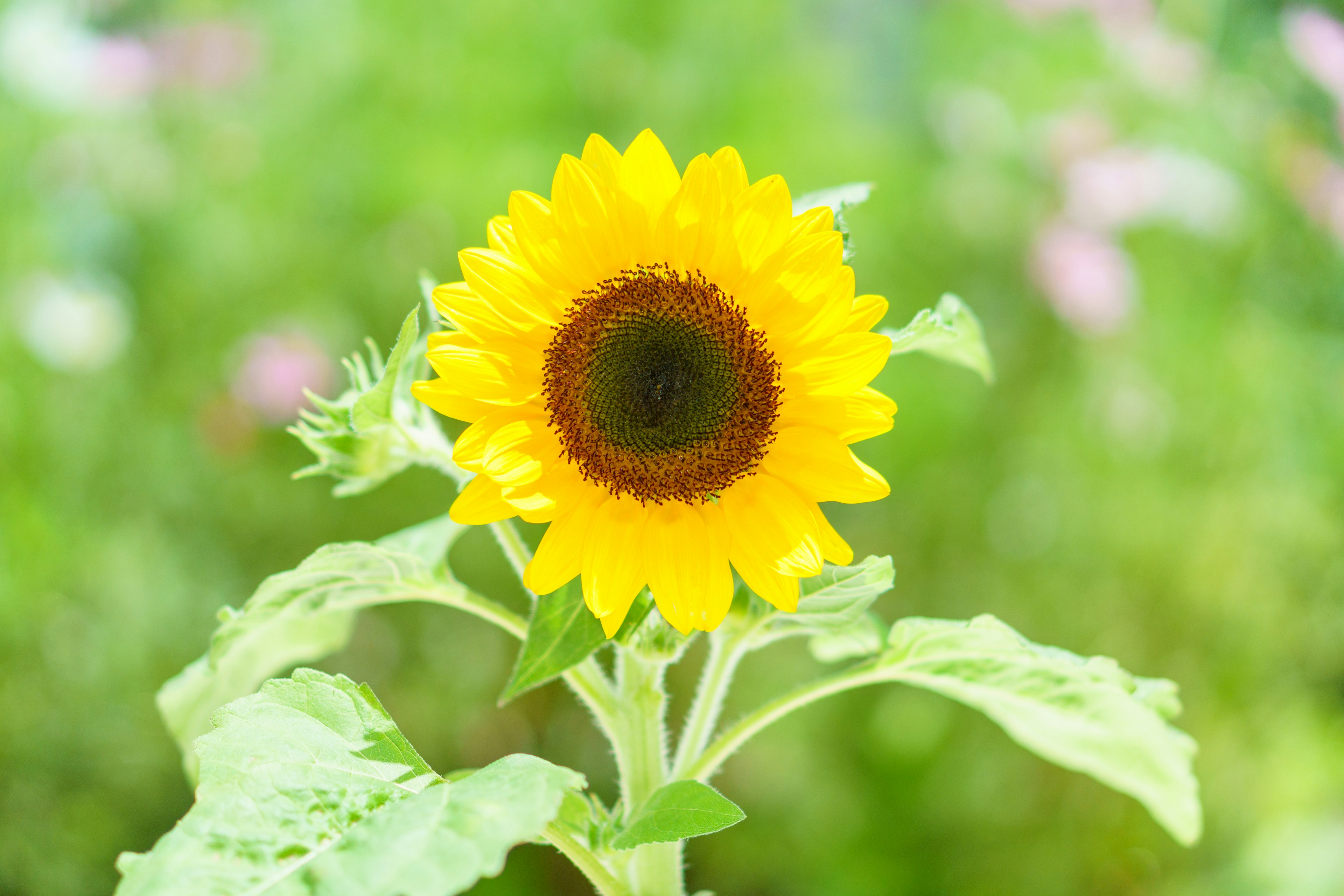 Eine lebendige gelbe Sonnenblume vor einem grünen Hintergrund