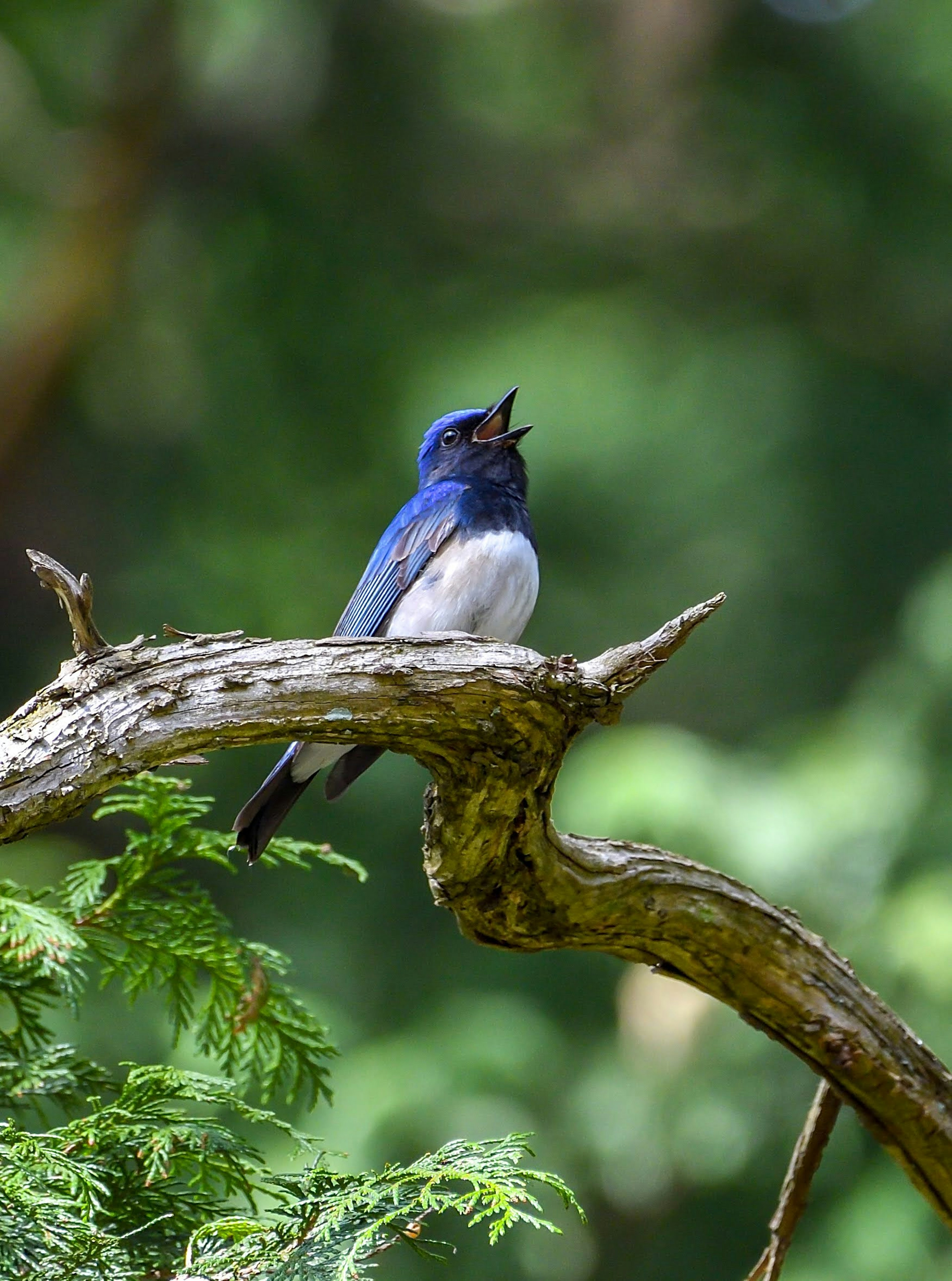 Un uccello blu appollaiato su un ramo che canta in un ambiente verdeggiante