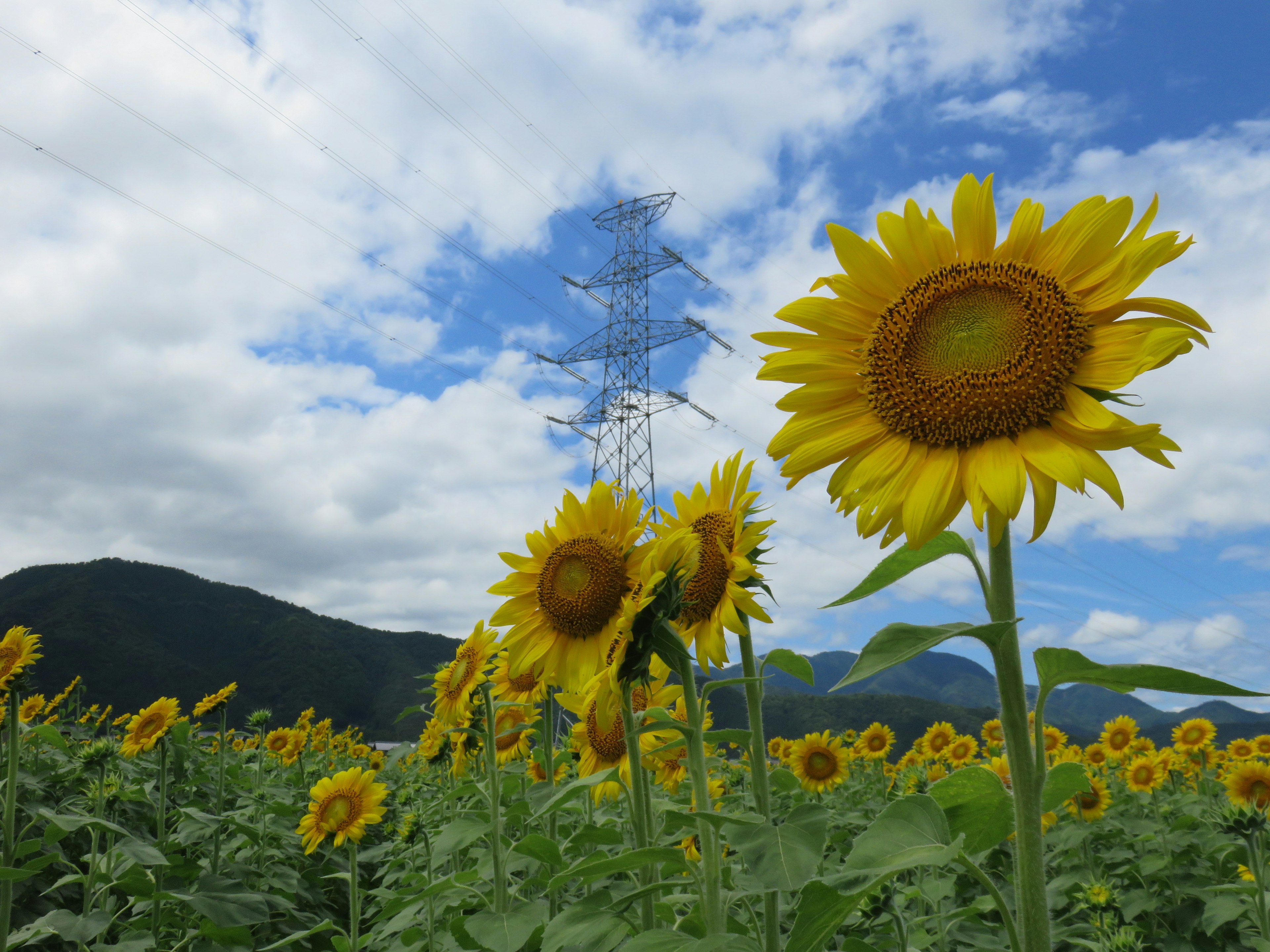 Field of sunflowers under a blue sky with distant mountains