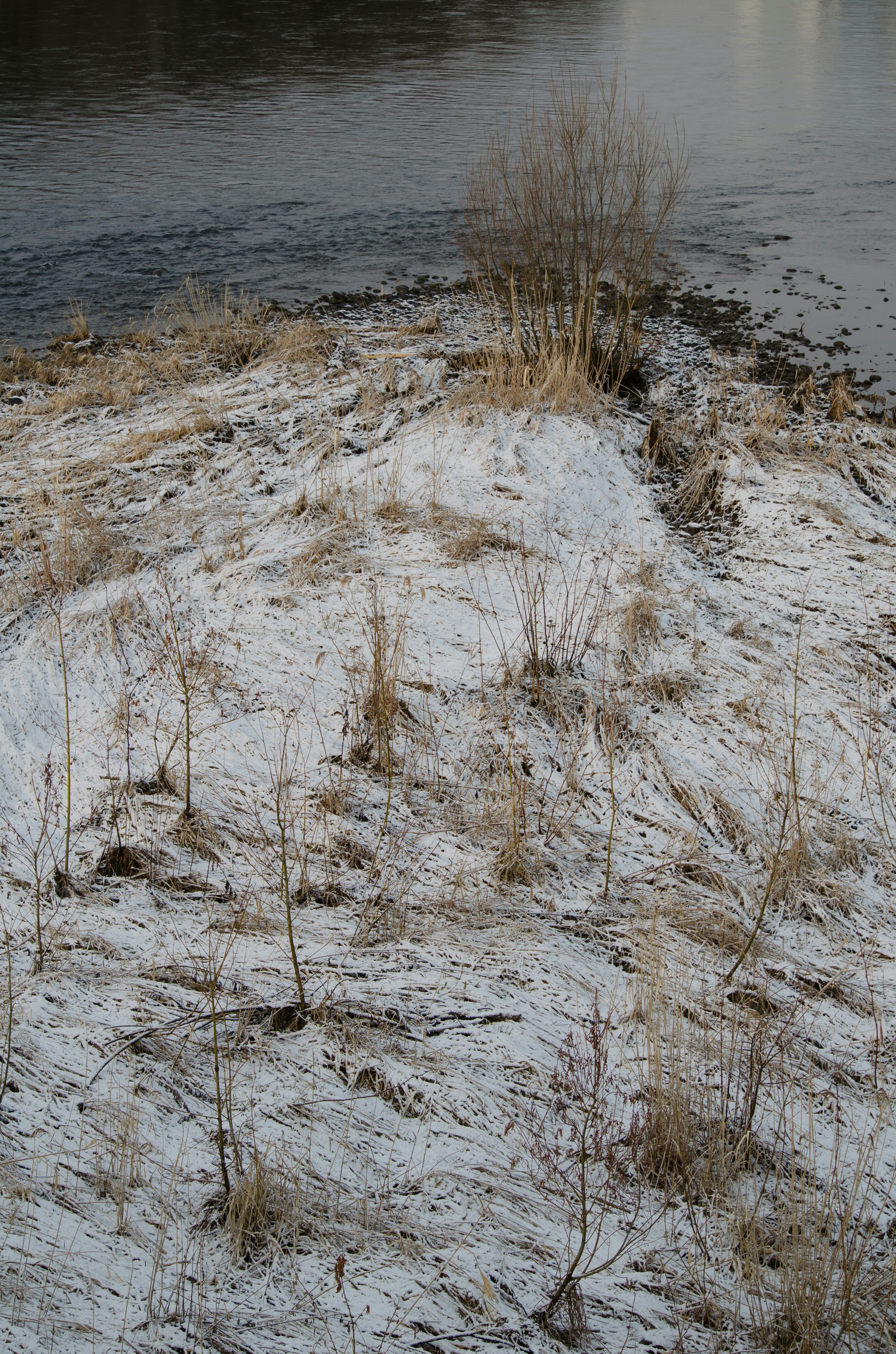 Prairie enneigée à côté d'une rivière