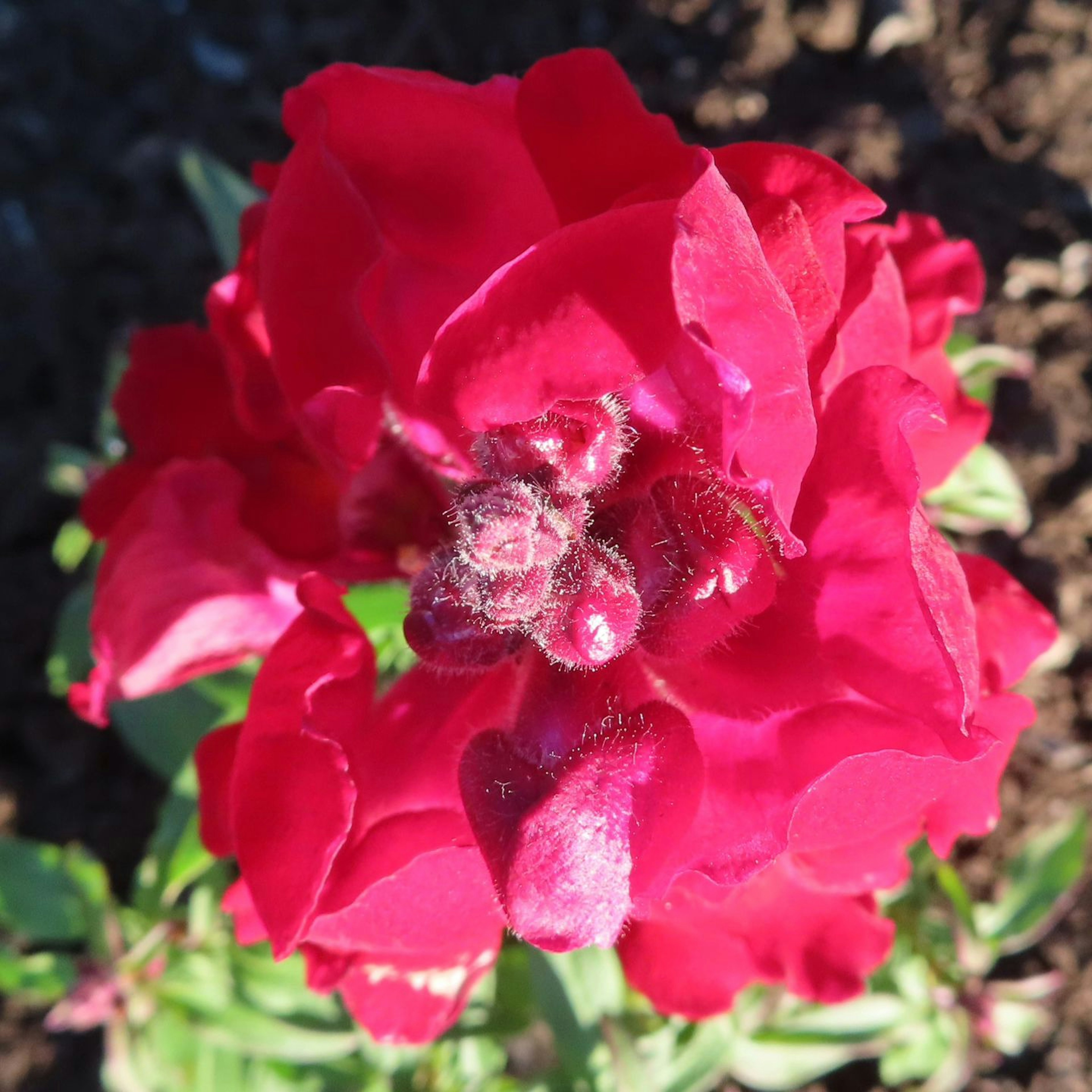 Flor roja vibrante vista desde arriba