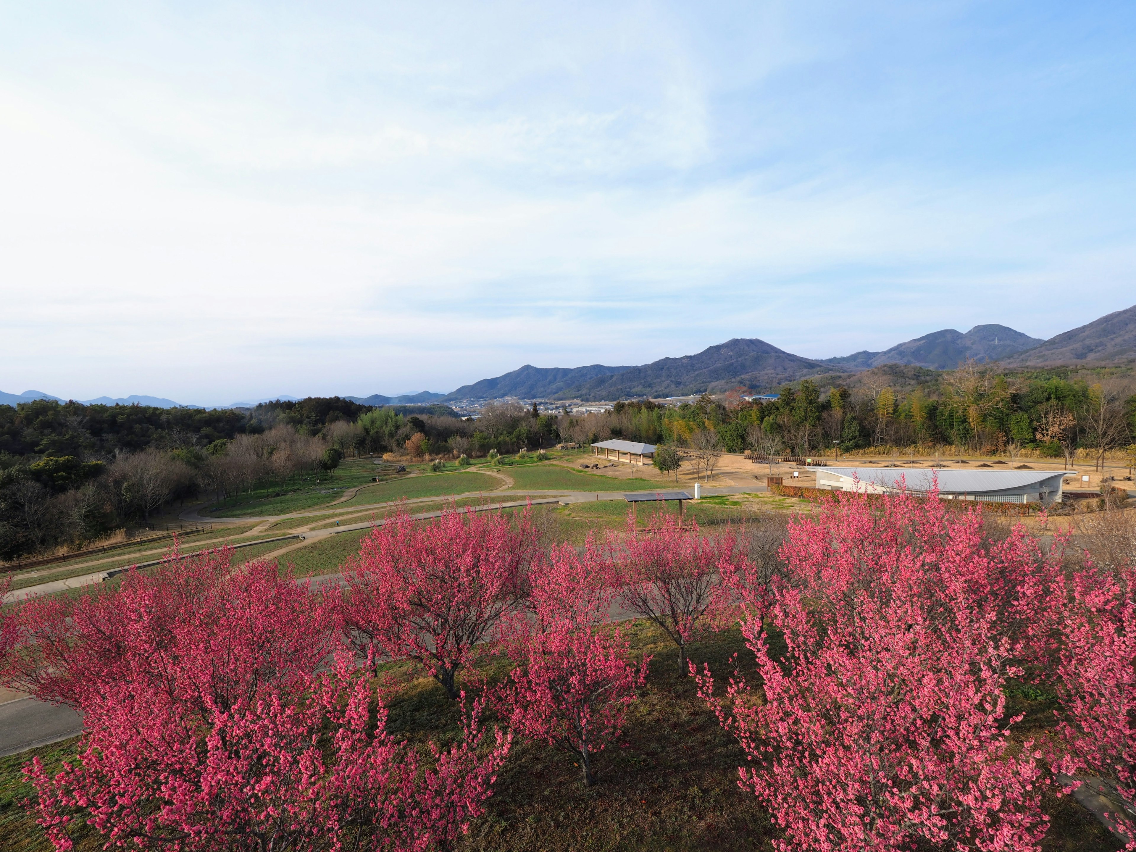 Vista escénica de árboles de cerezo en flor con cielo azul claro