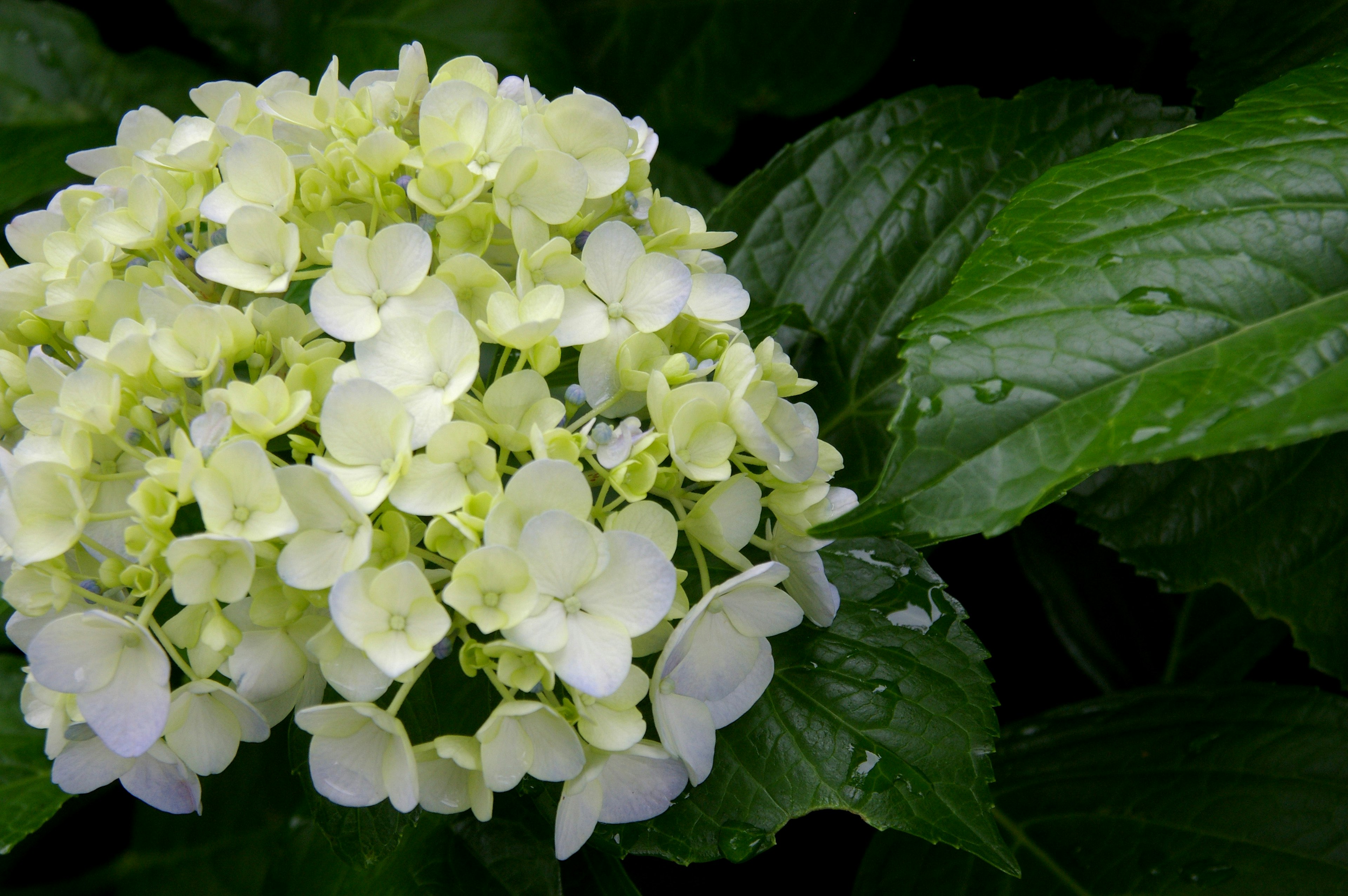 Image magnifique de fleurs d'hortensia blanches avec des feuilles vertes vibrantes