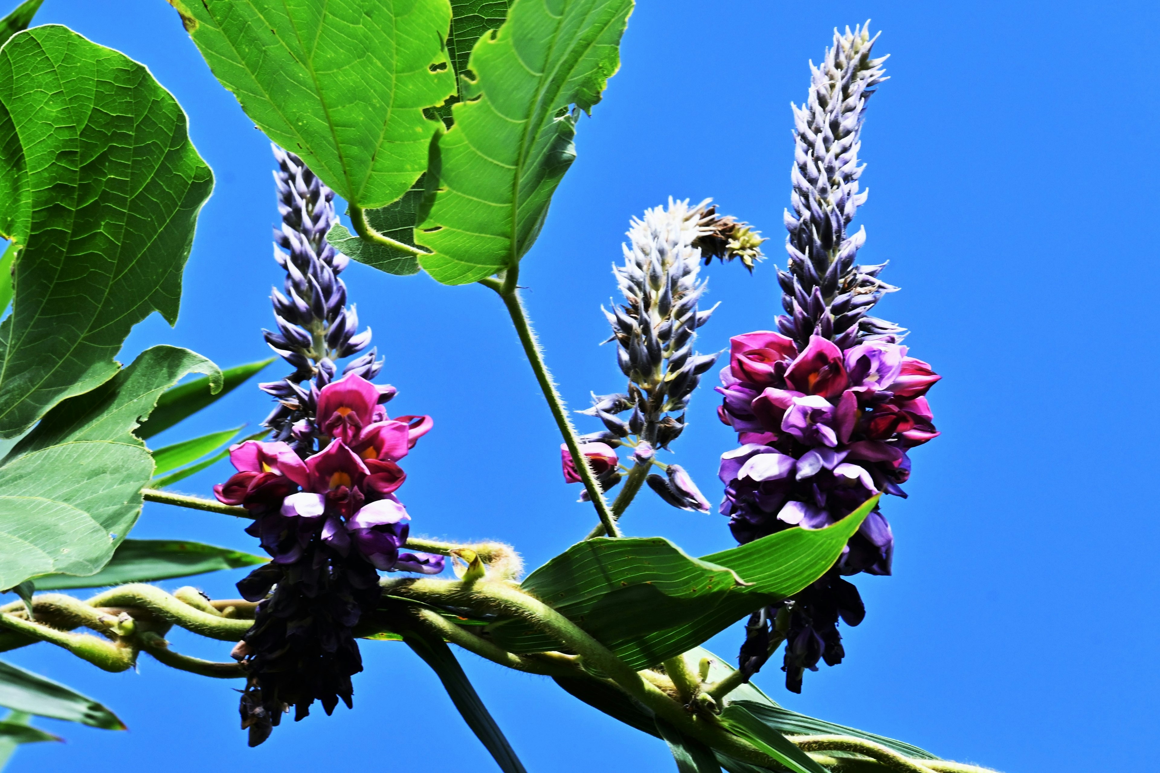 青空を背景にした紫色と白色の花が咲く植物のクローズアップ