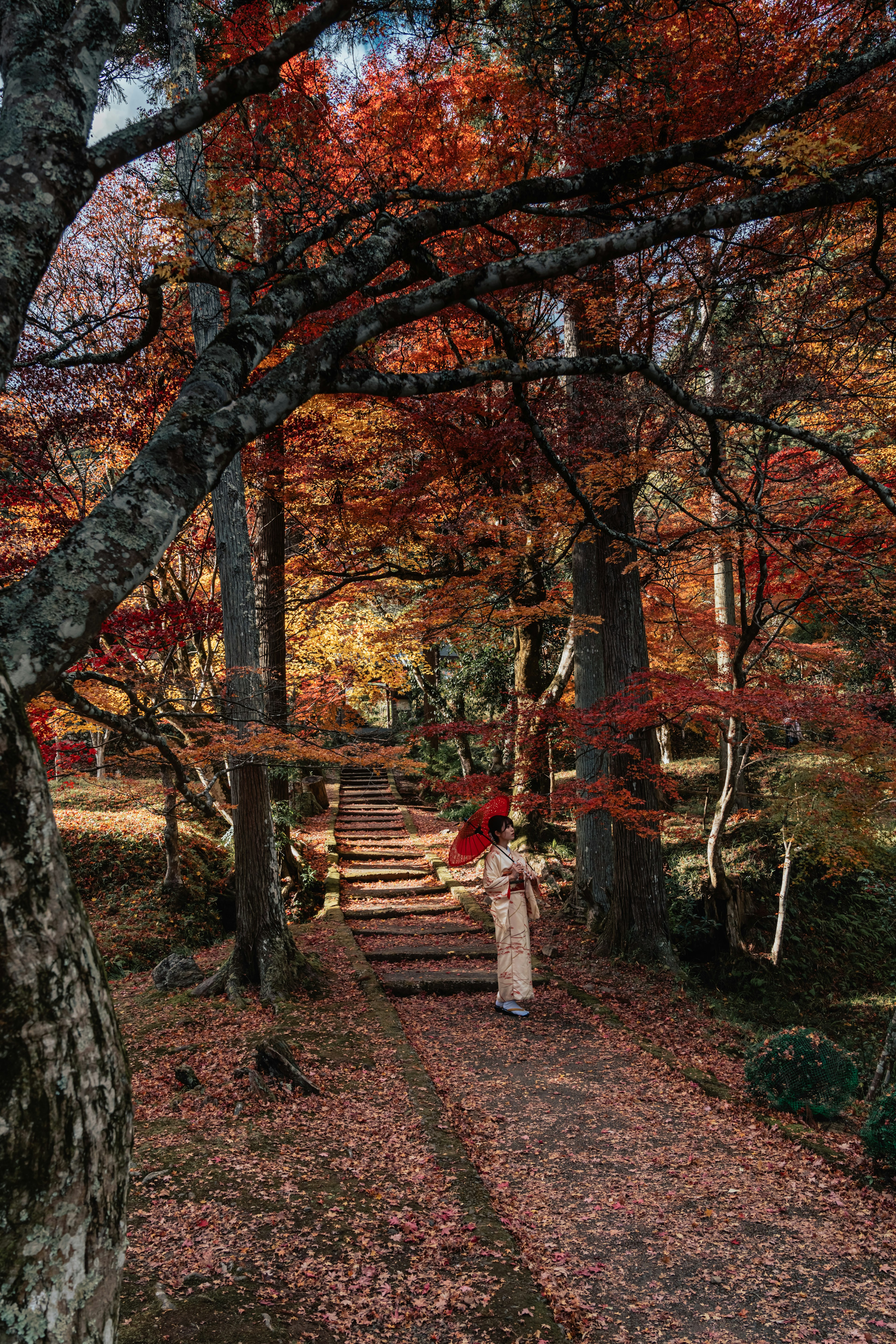 秋の紅葉に包まれた小道を歩く人物