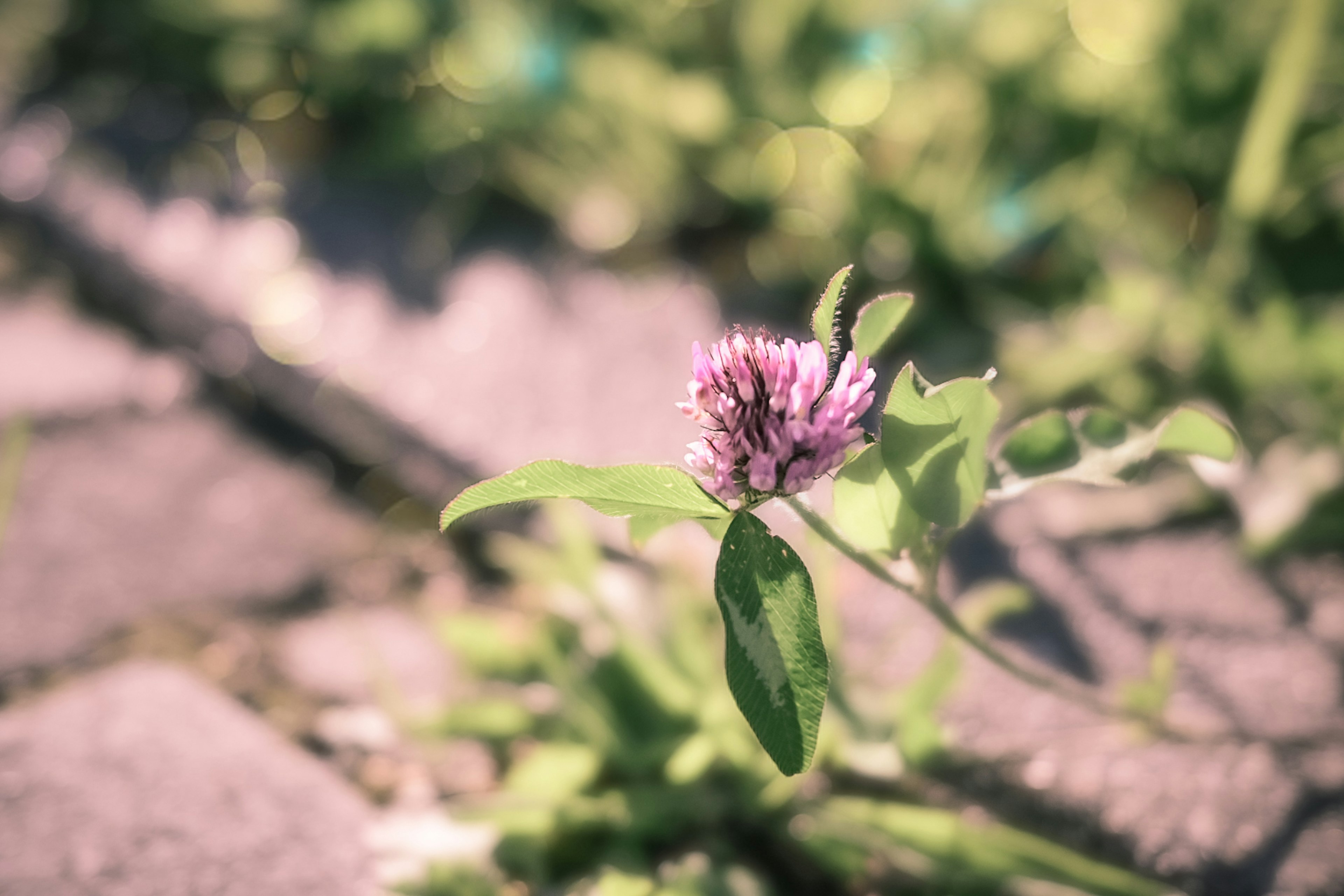 薄紫色の花と緑の葉がある植物が石の道に生えている