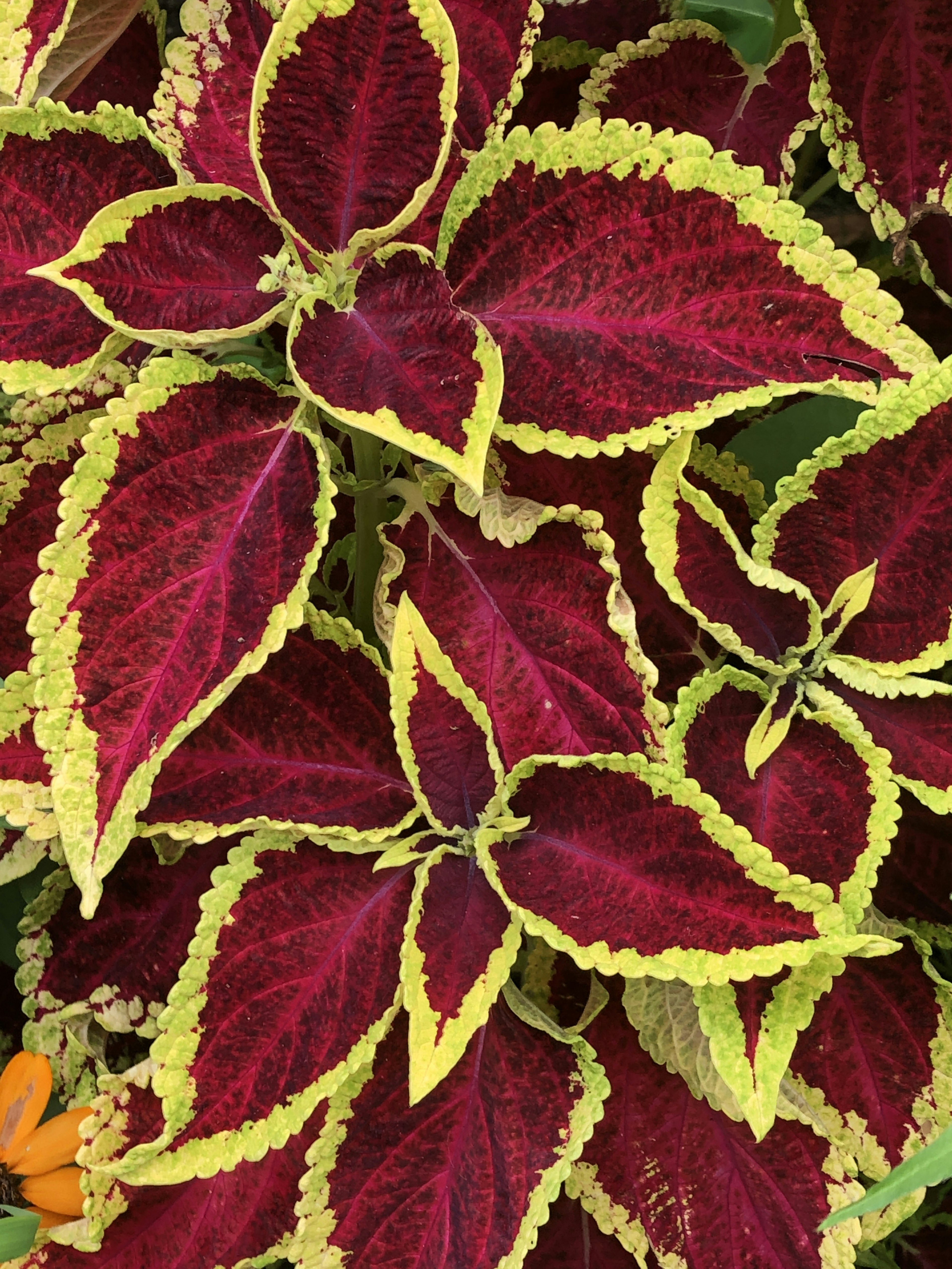 Cây coleus với lá màu burgundy đậm và lá xanh chanh rực rỡ