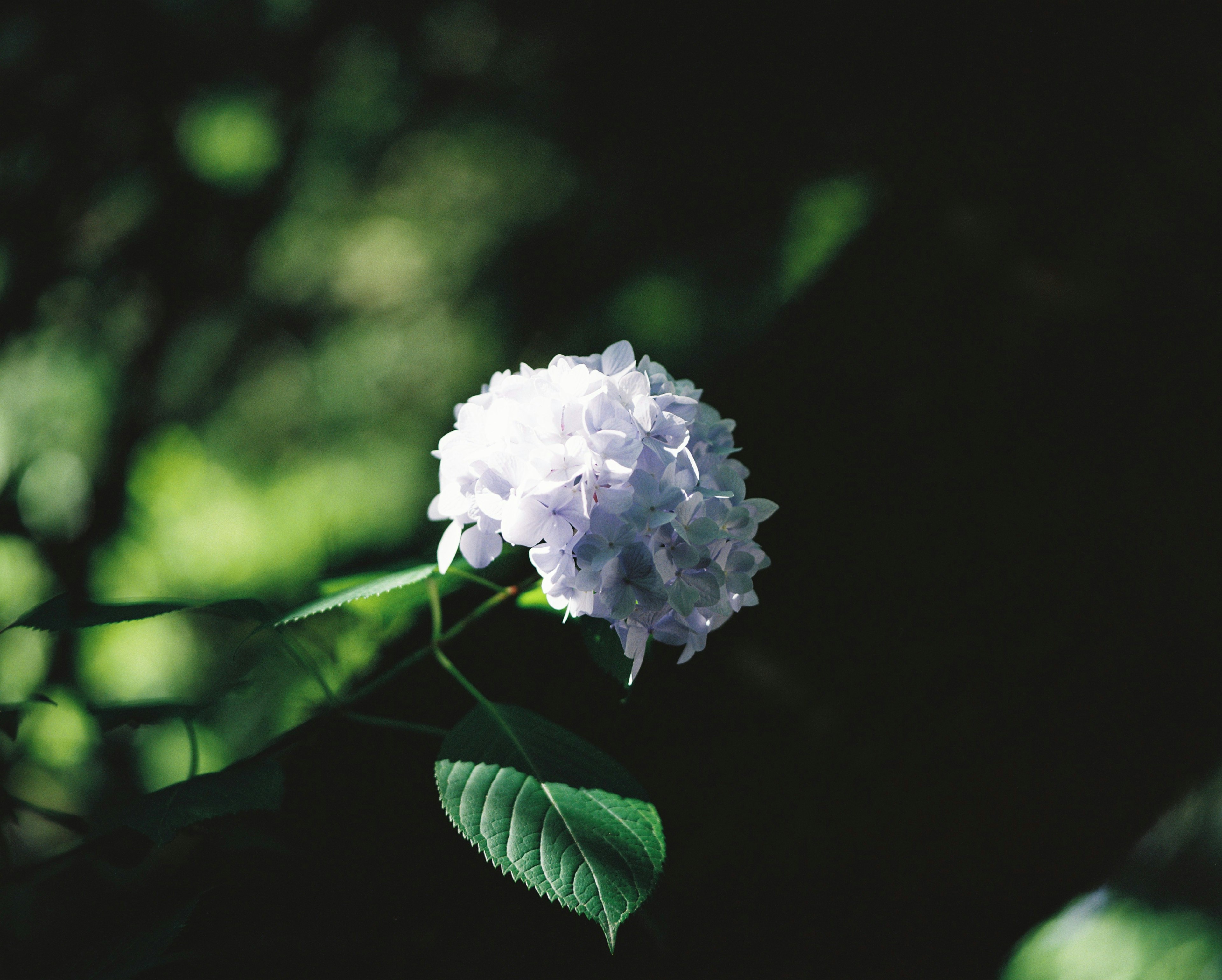 薄紫色の花が暗い背景の中で浮かび上がる