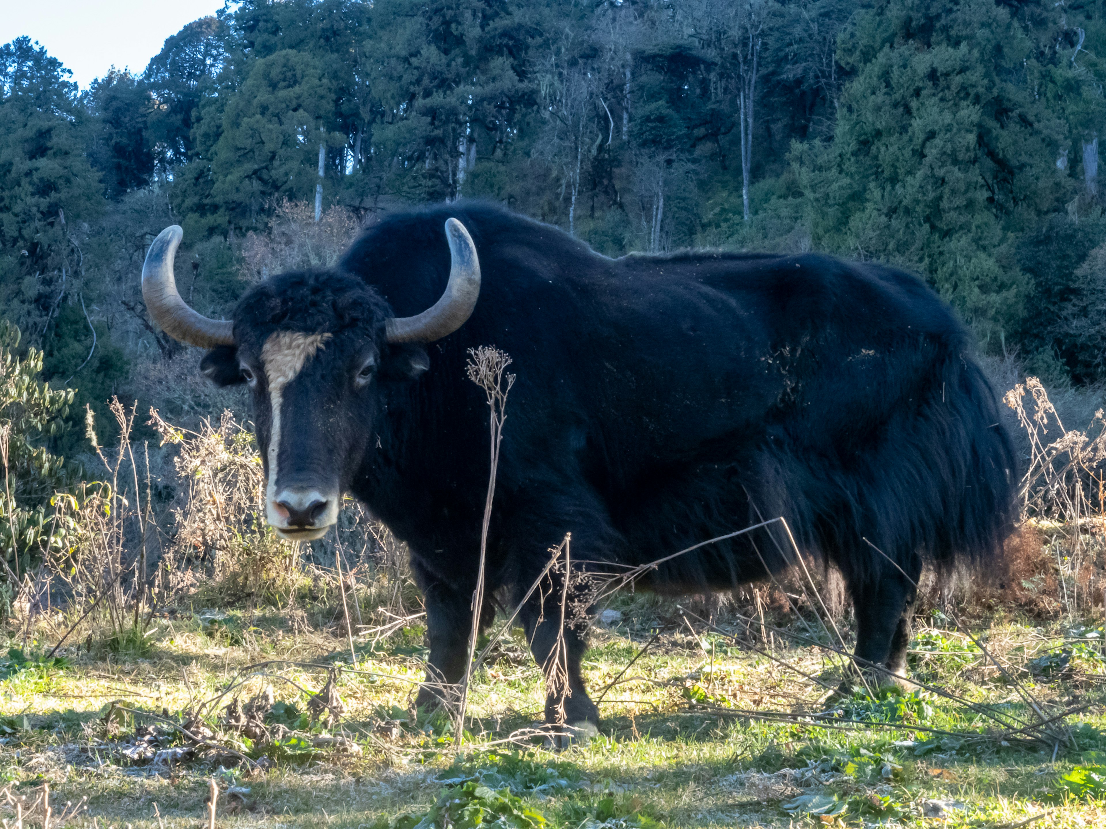 Ein schwarzer Yak steht auf einem grasigen Feld