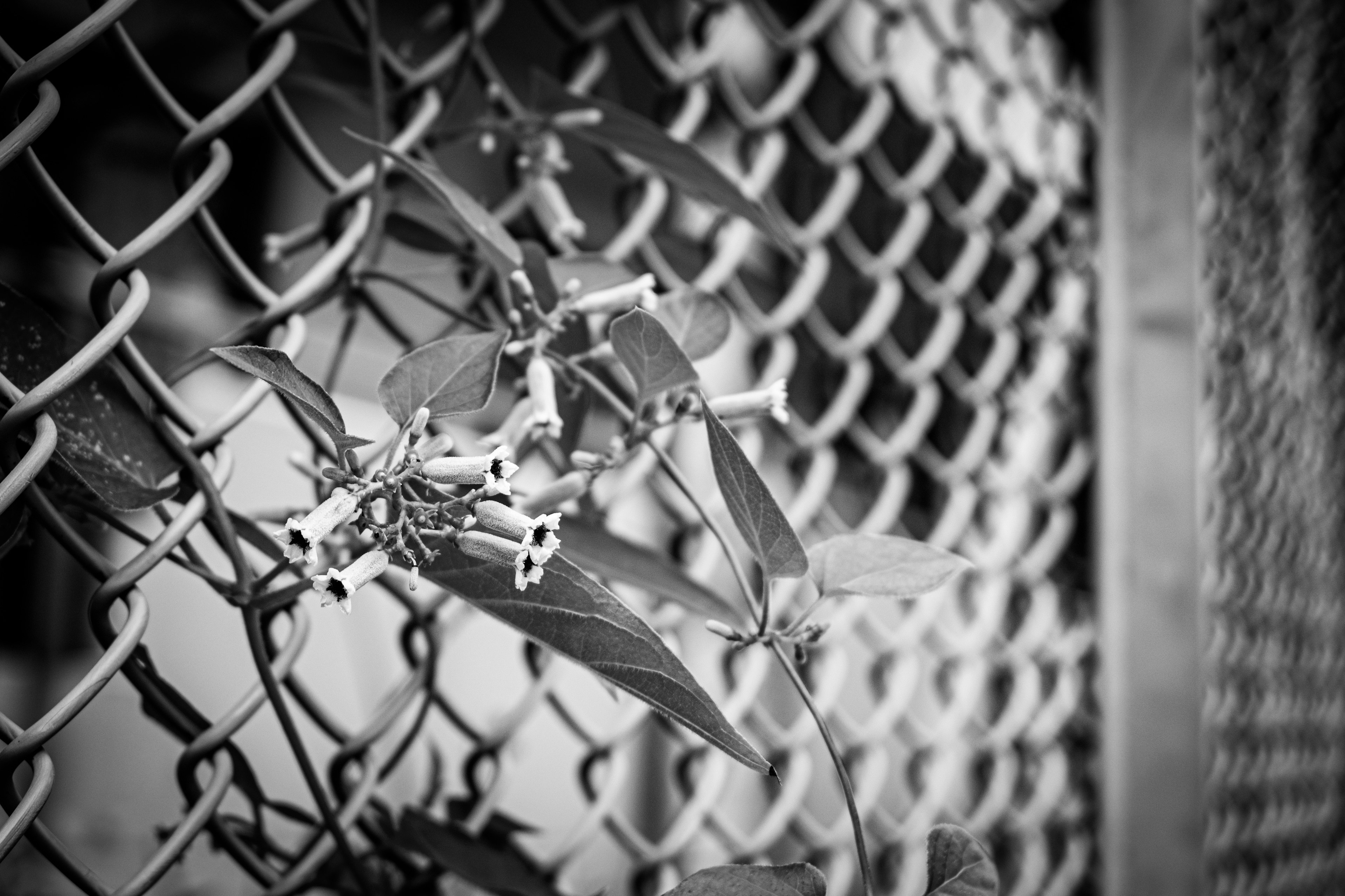 Feuilles et fleurs vertes enchevêtrées sur une clôture noir et blanc