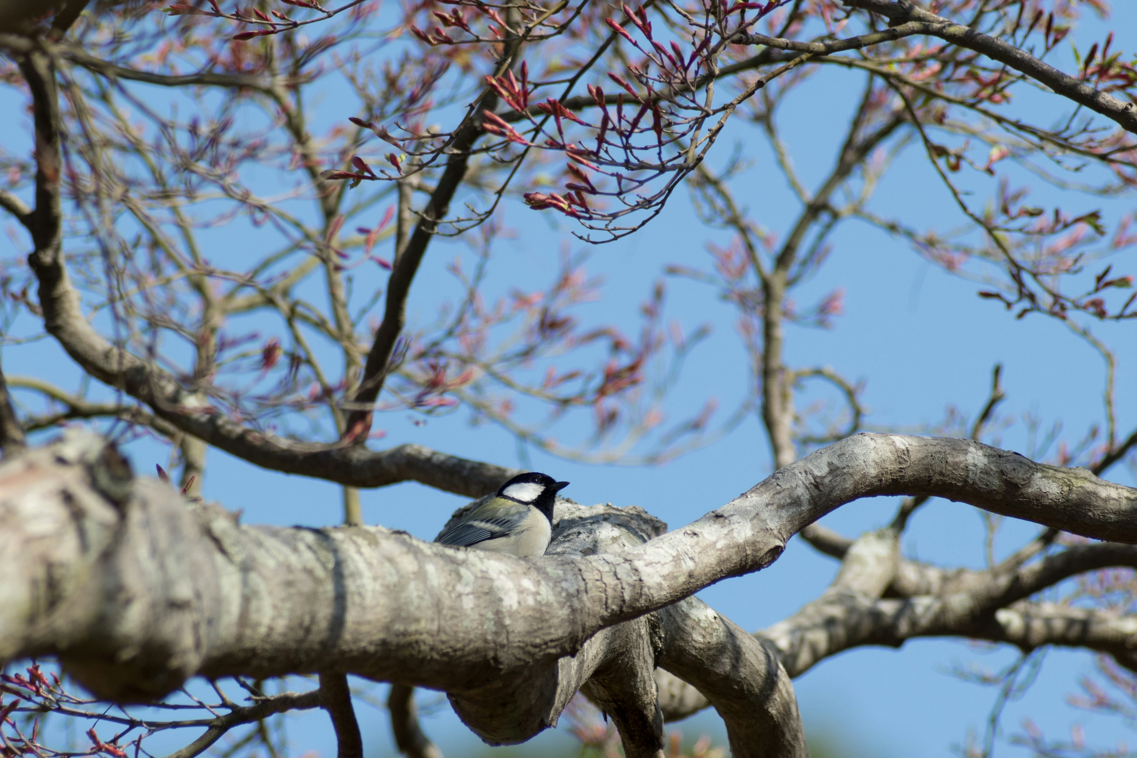 A bird perched on a branch with budding leaves against a blue sky