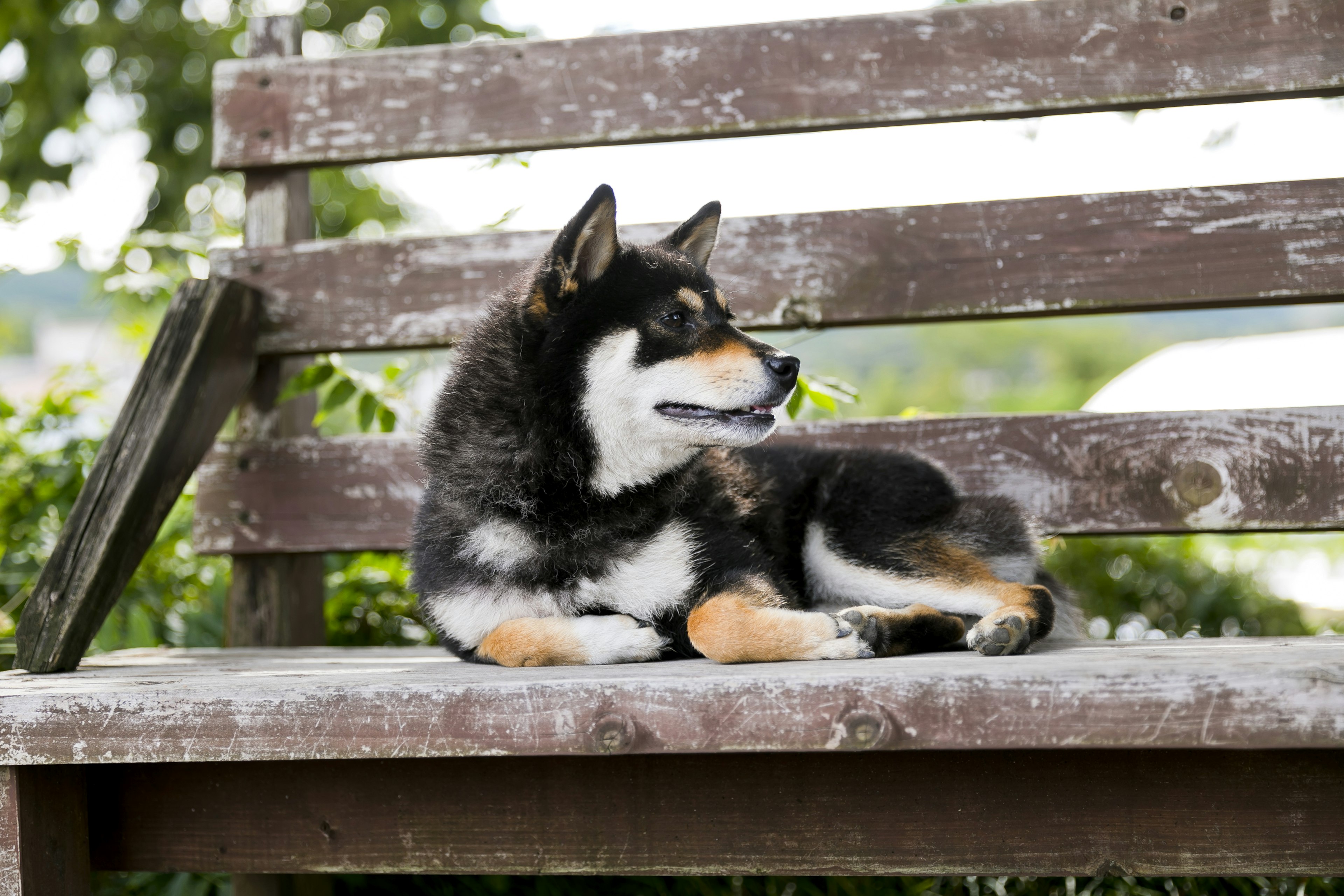 A black dog lying on a wooden bench