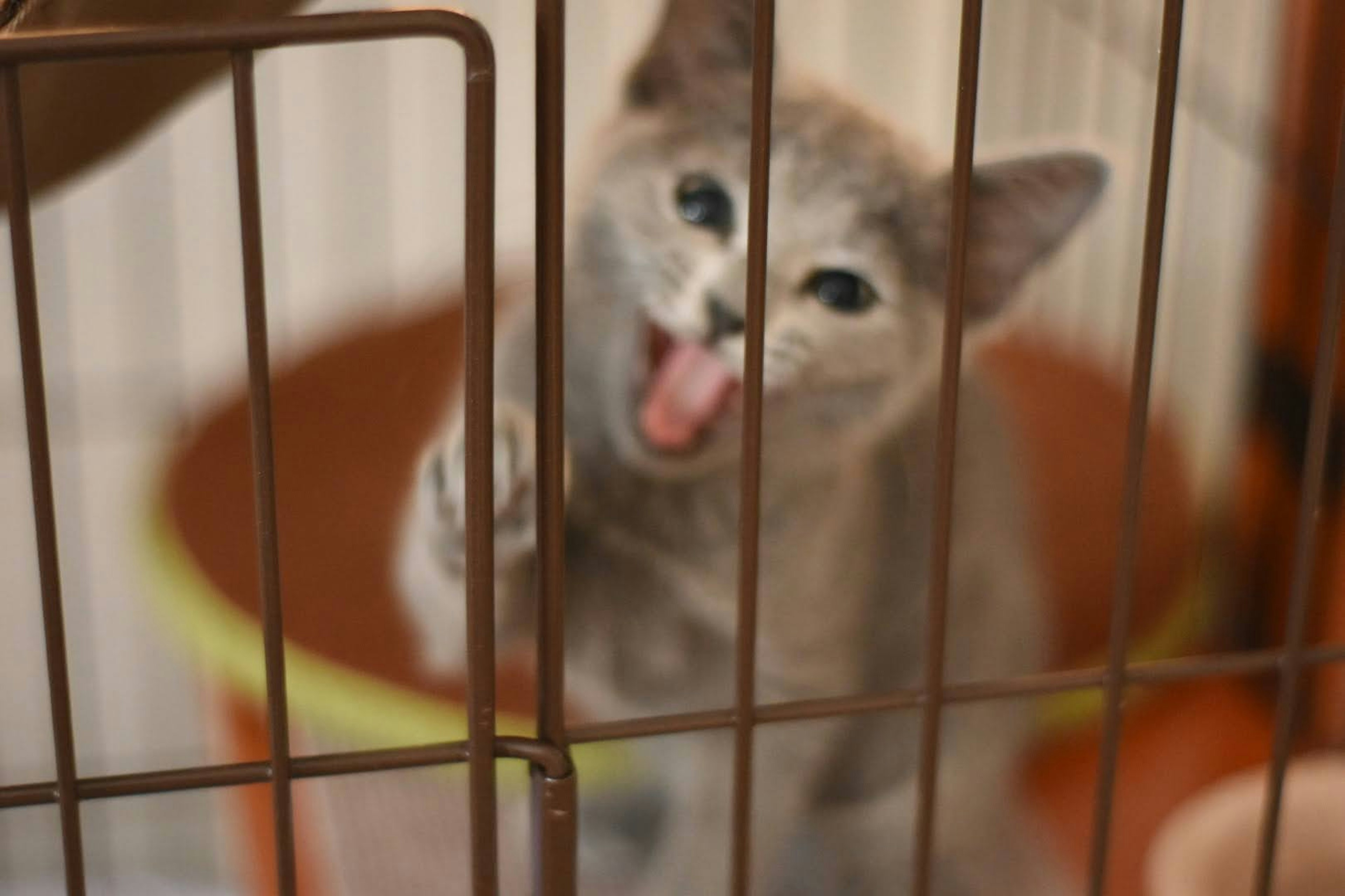 Gray kitten meowing inside a cage