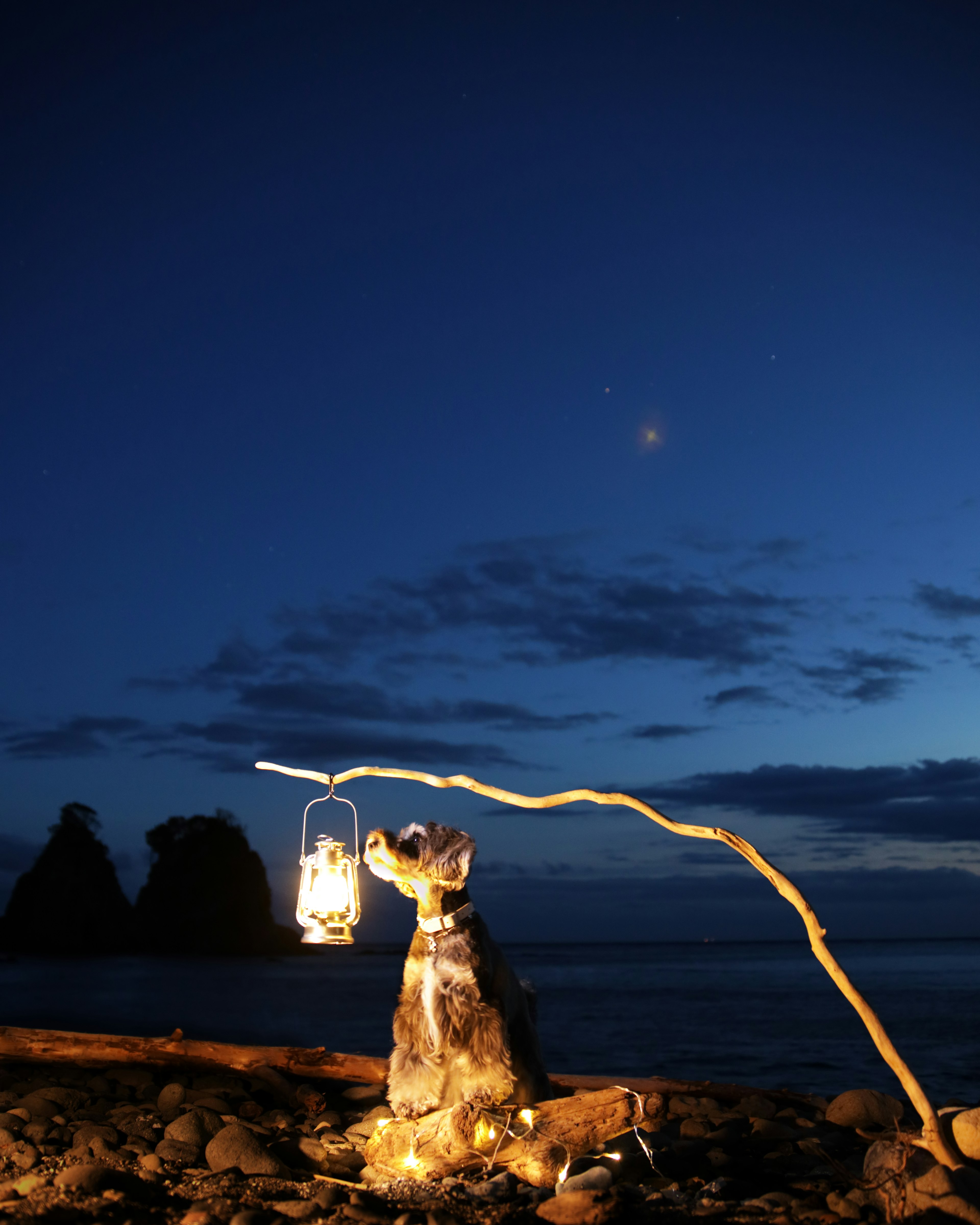 Perro sosteniendo una linterna en una playa oscura