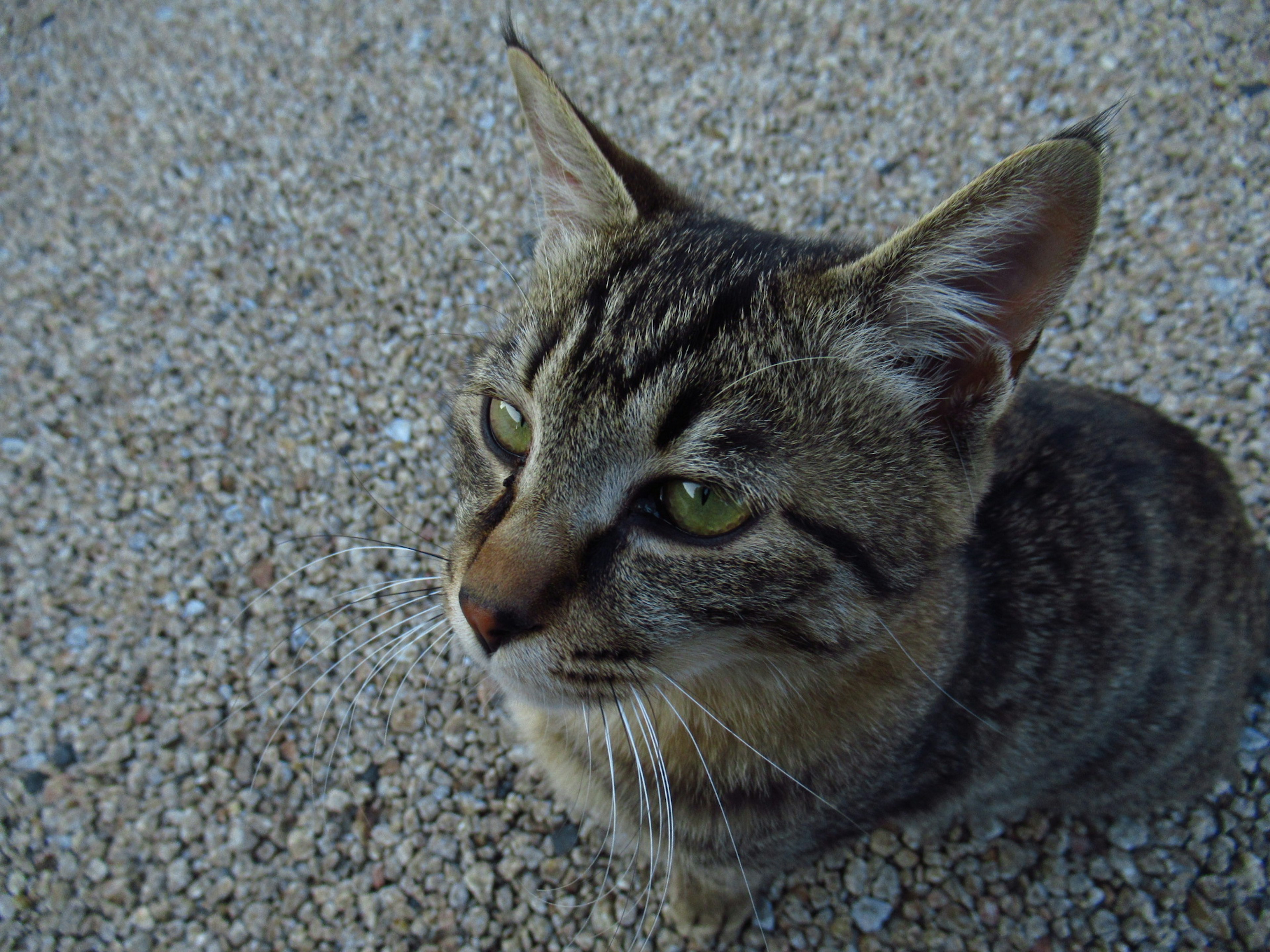 Primo piano di un gatto grigio a strisce seduto su ghiaia