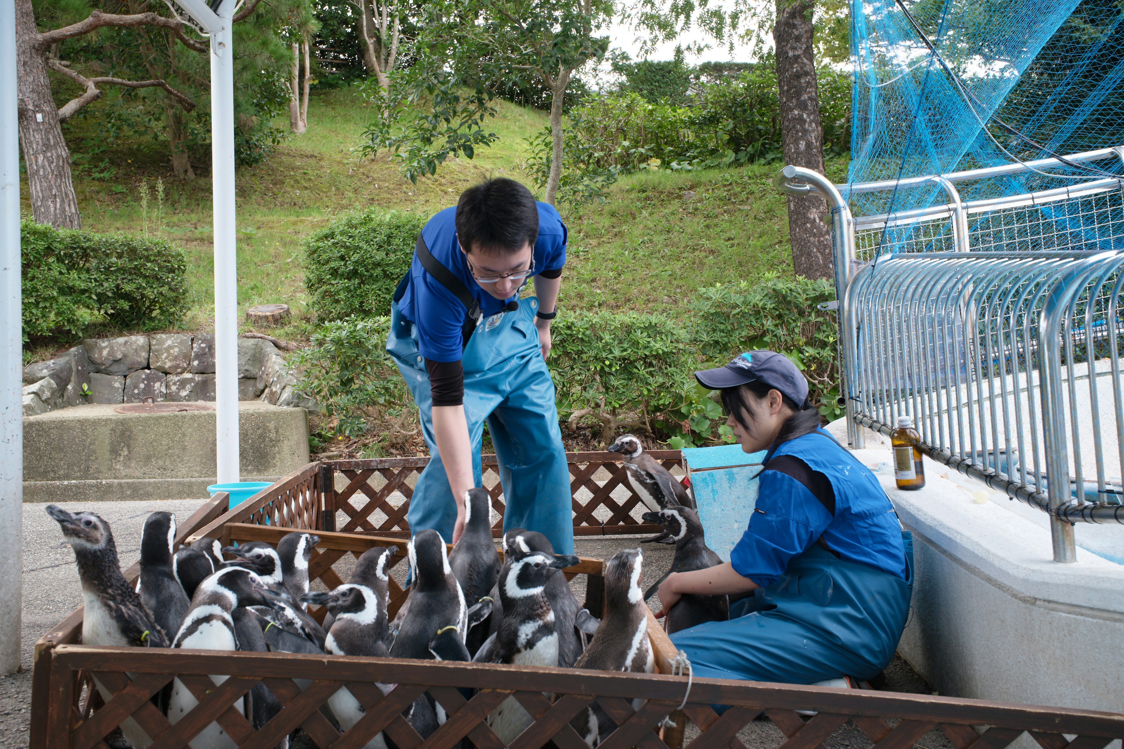 Two caretakers managing a group of penguins