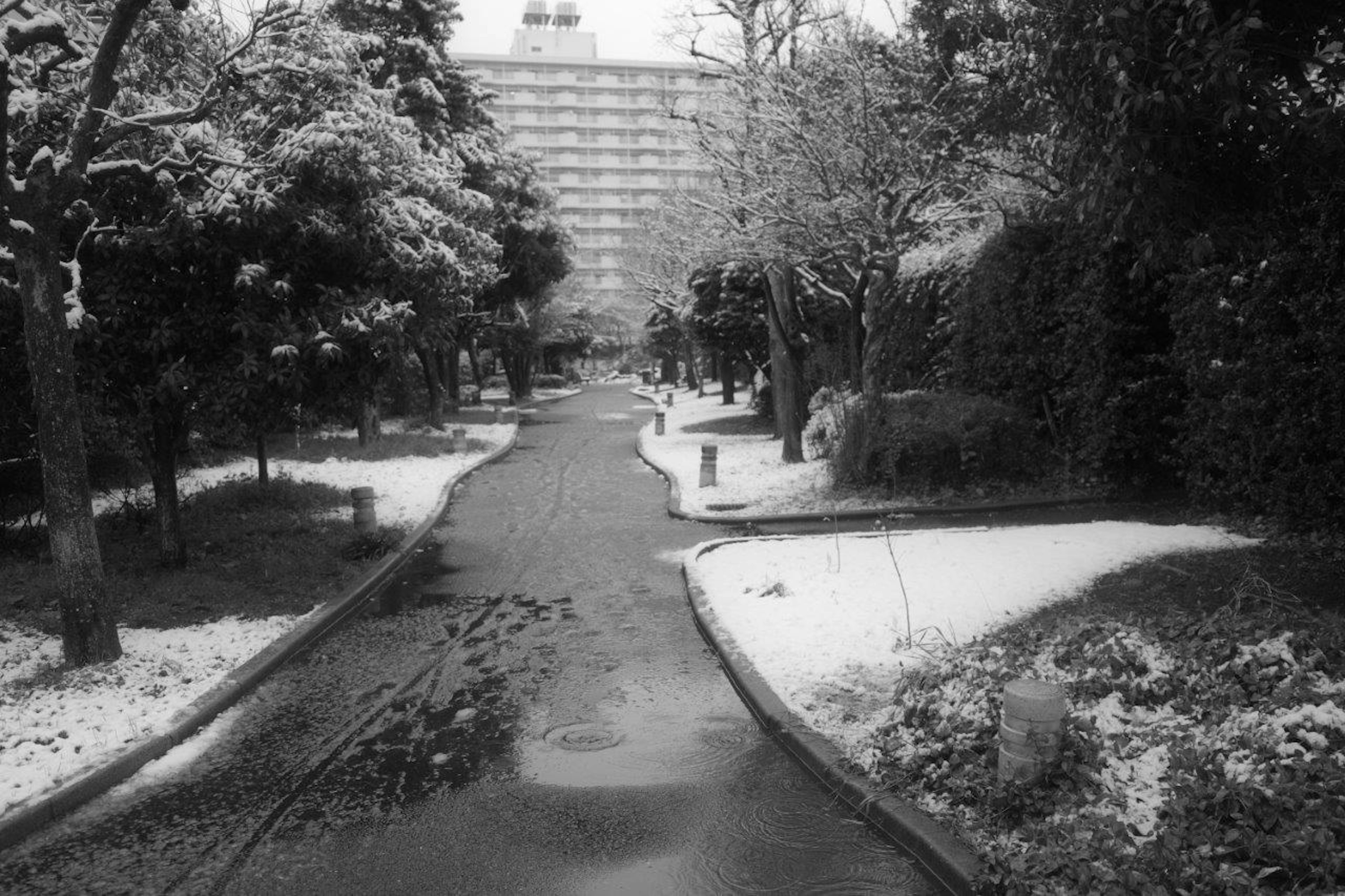 雪に覆われた公園の小道と周囲の木々