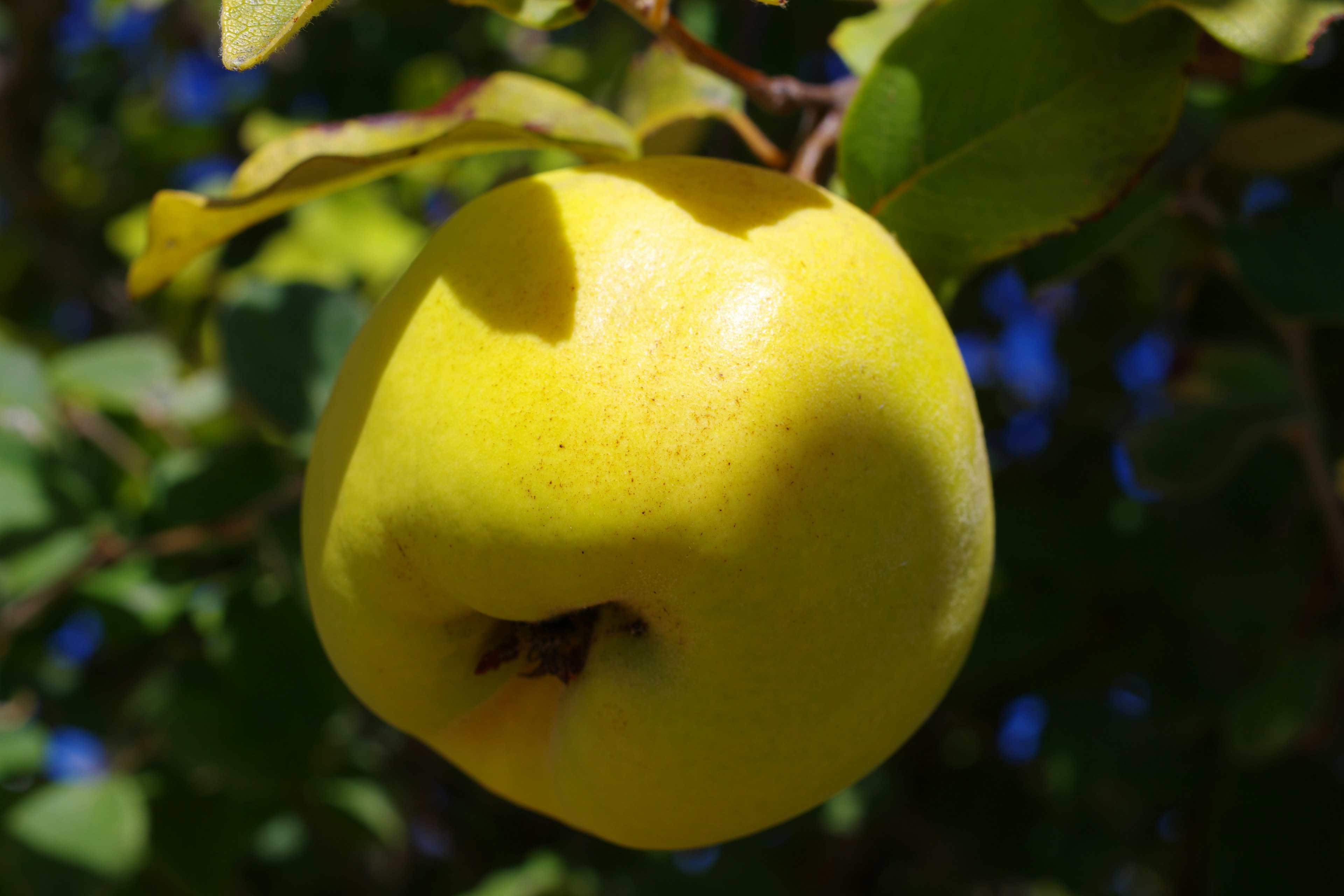 A yellow apple hanging from a tree branch