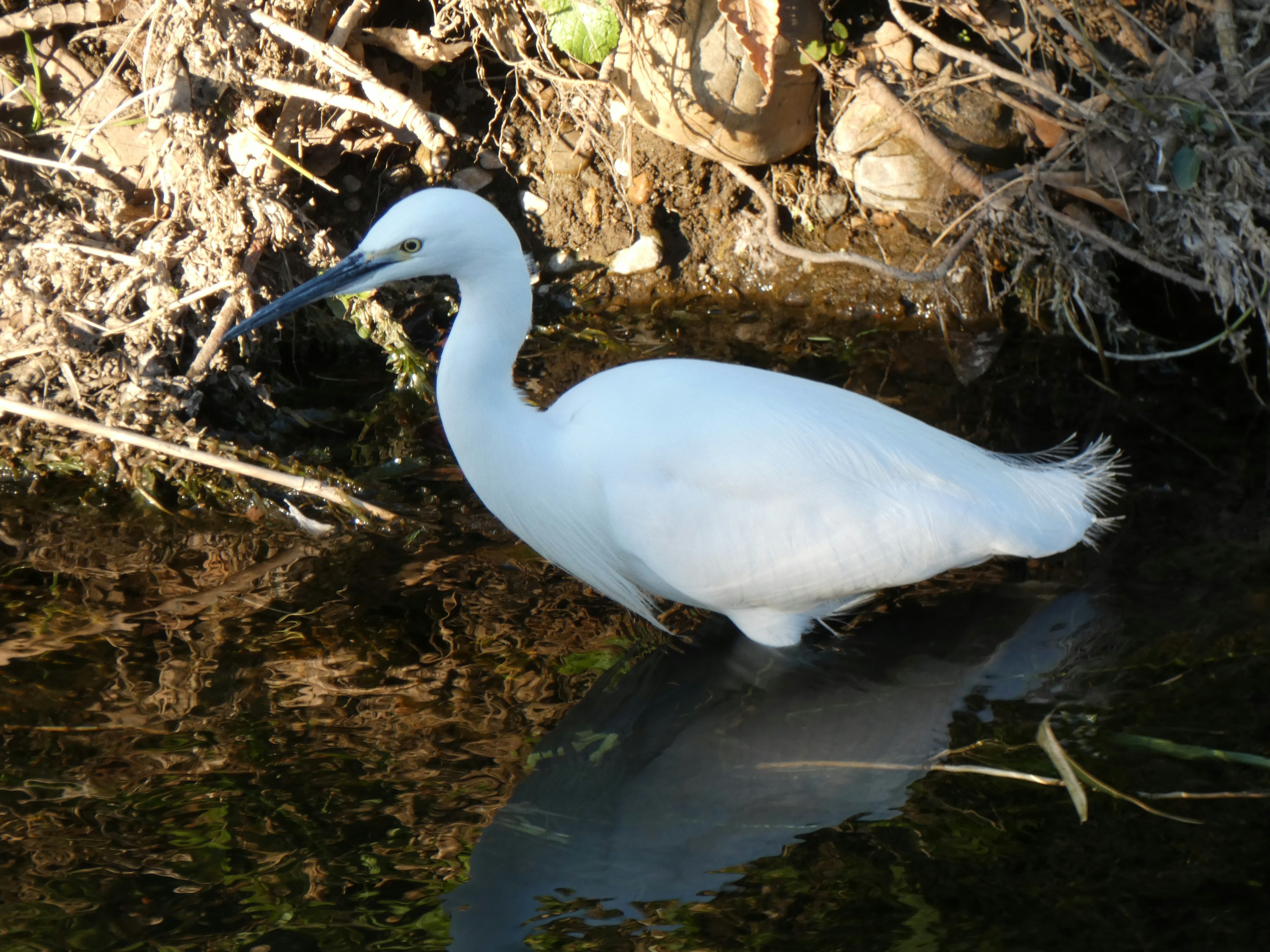 A white heron standing by the water's edge