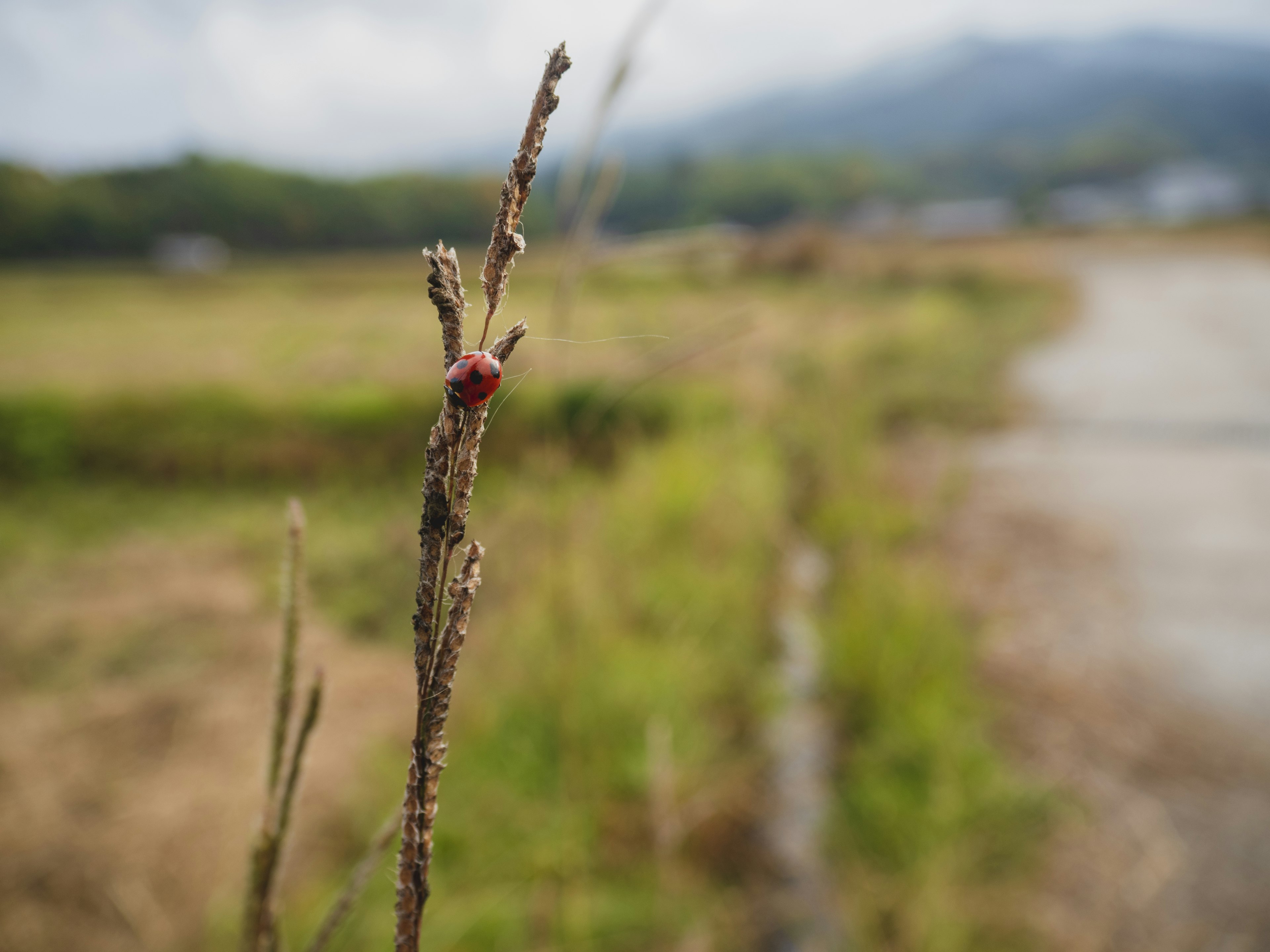 Close-up of a dried plant stem with blurred landscape in the background