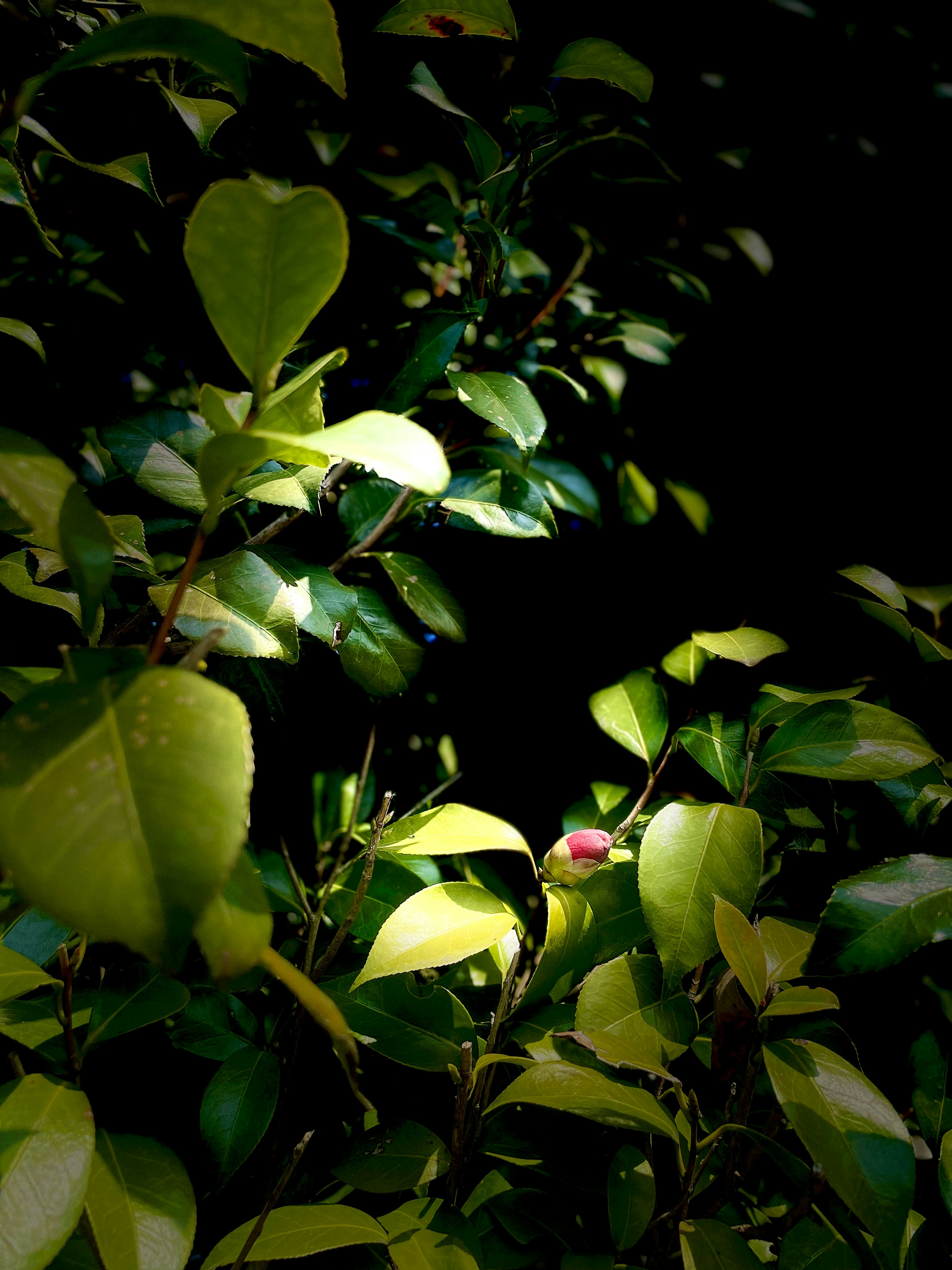 Close-up of green leaves with a dark background