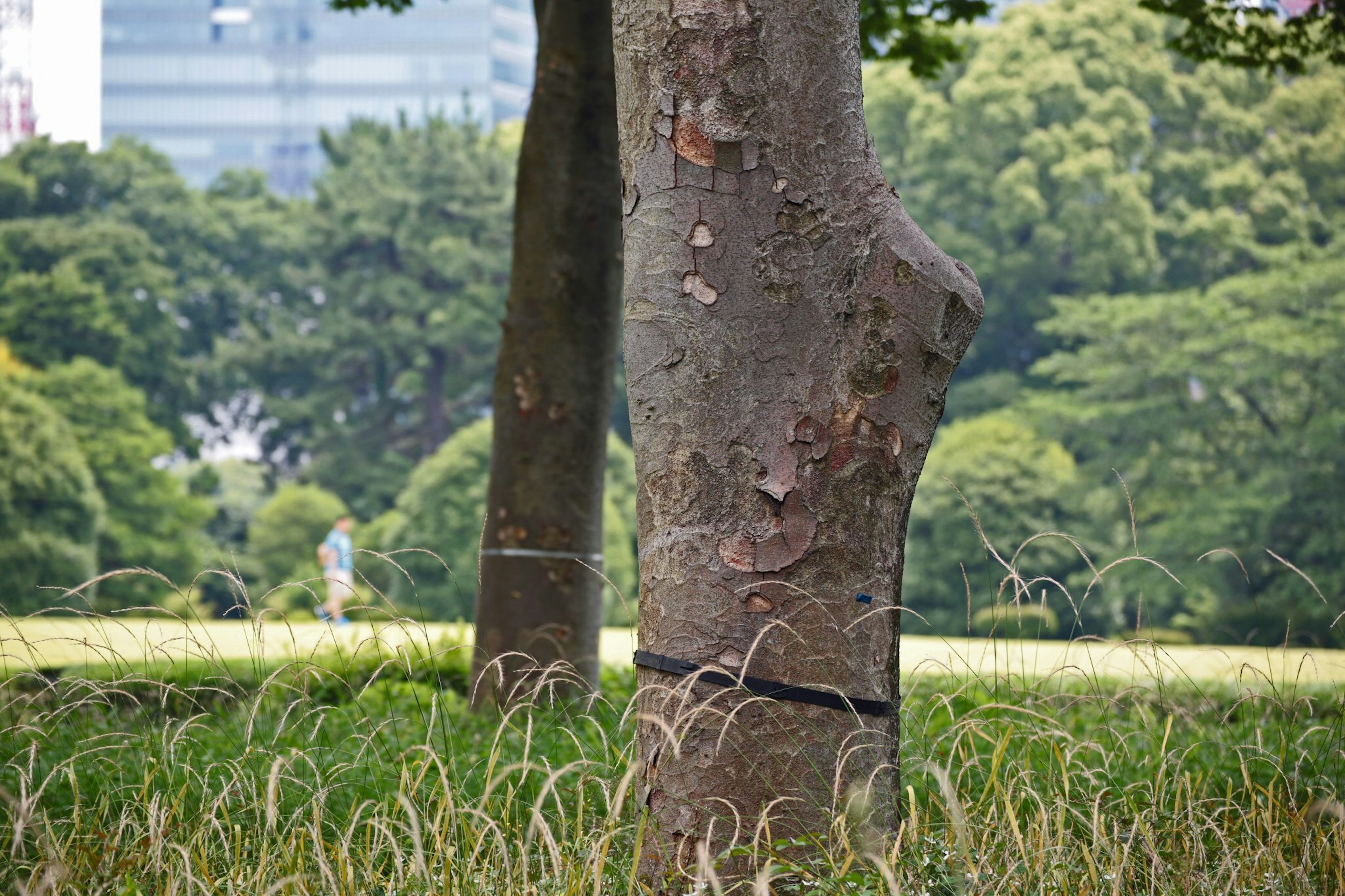 Baumstamm in einem Park mit hohem Gras