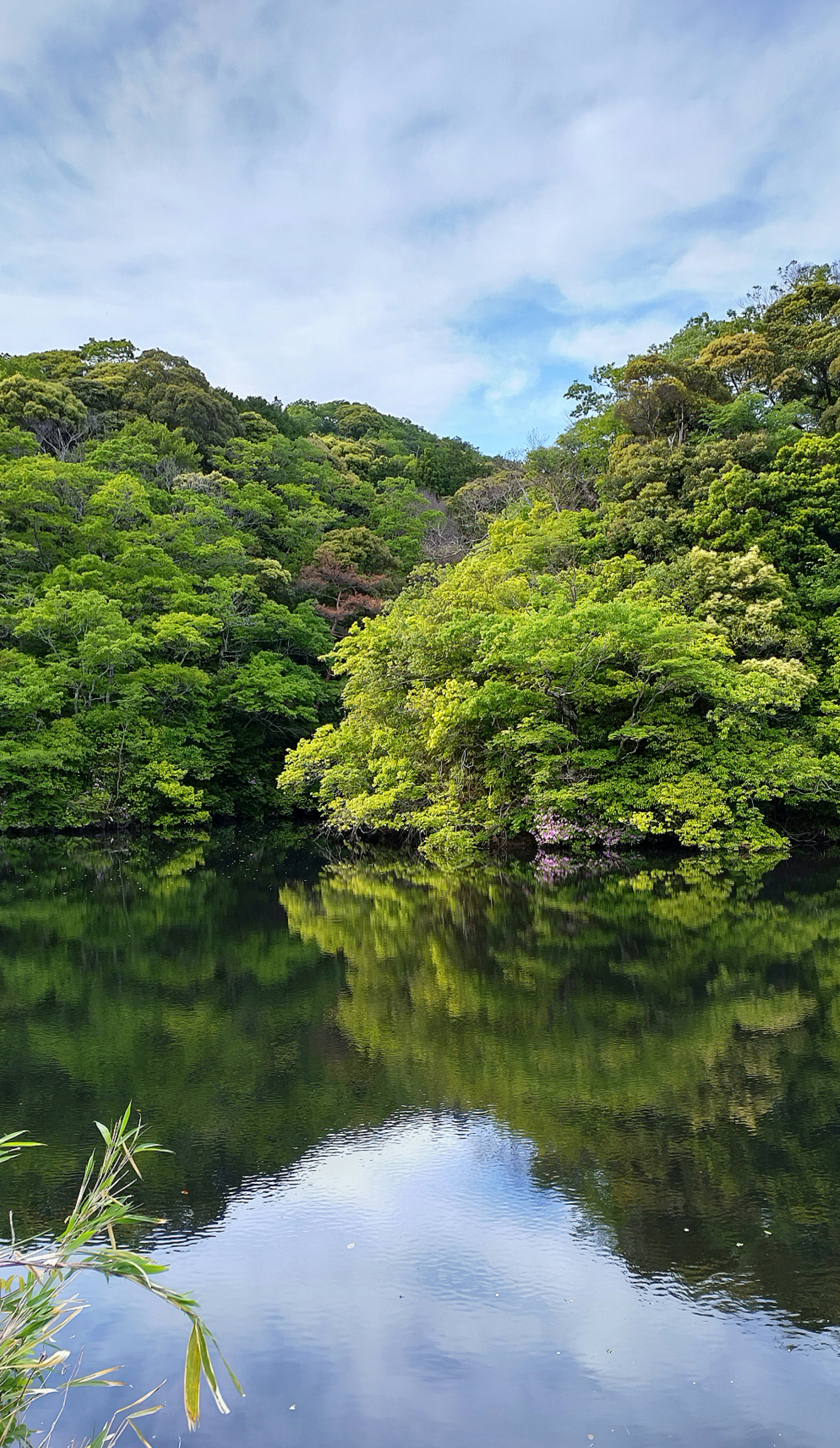 Alberi verdi rigogliosi che si riflettono in un lago sereno