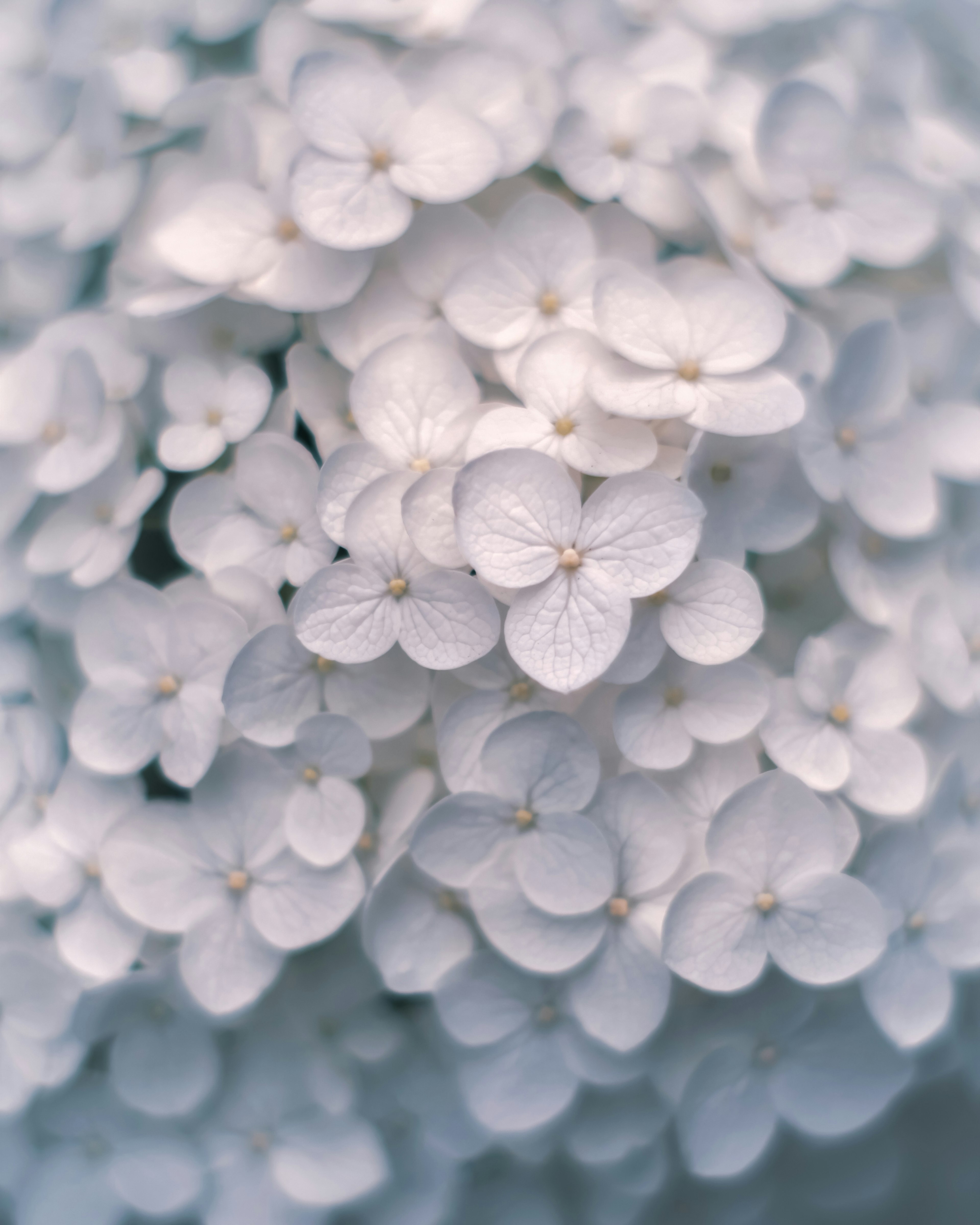 Gros plan de délicates pétales de fleurs blanches regroupés