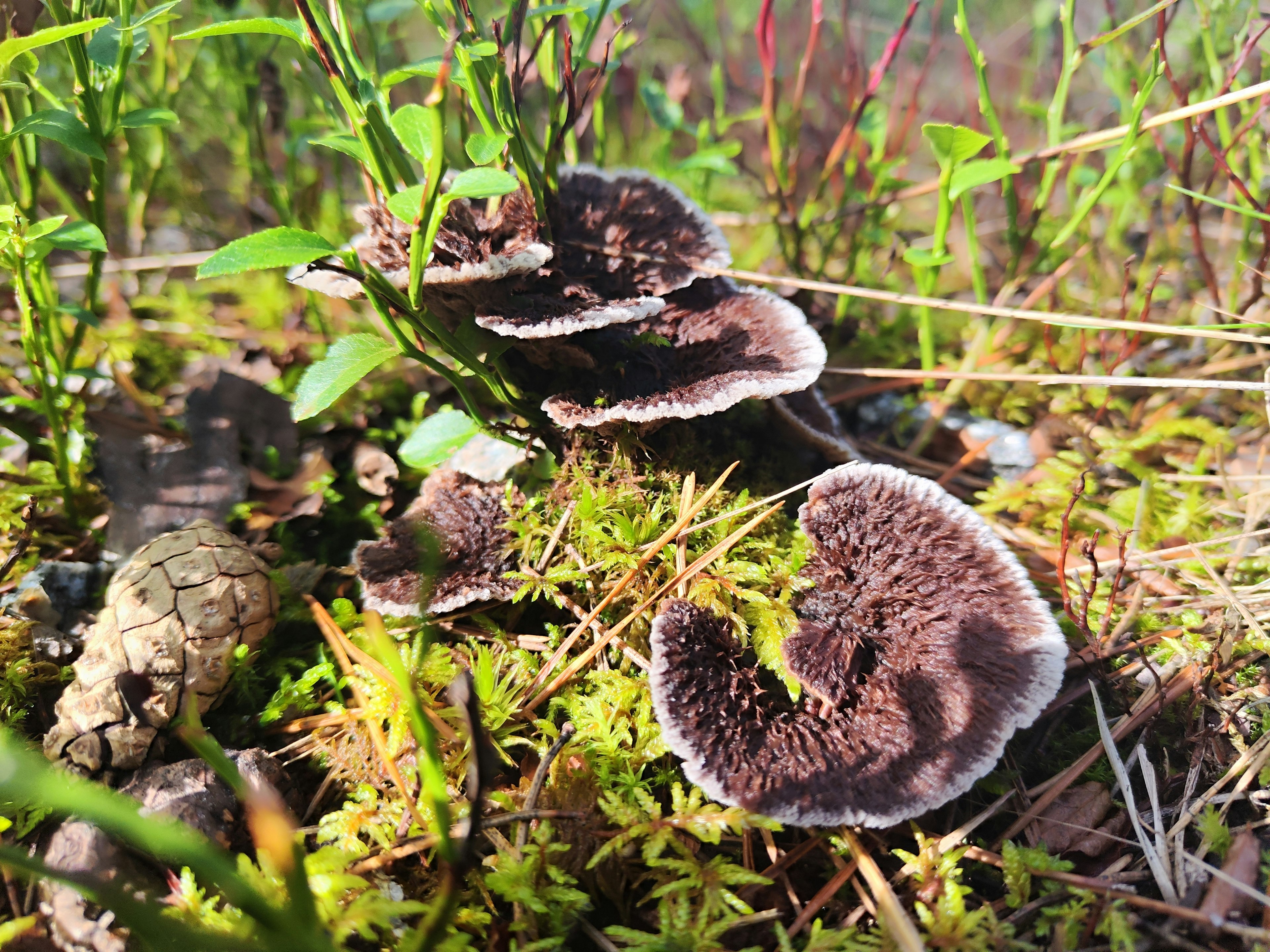 Kumpulan jamur coklat yang tumbuh di antara rumput hijau