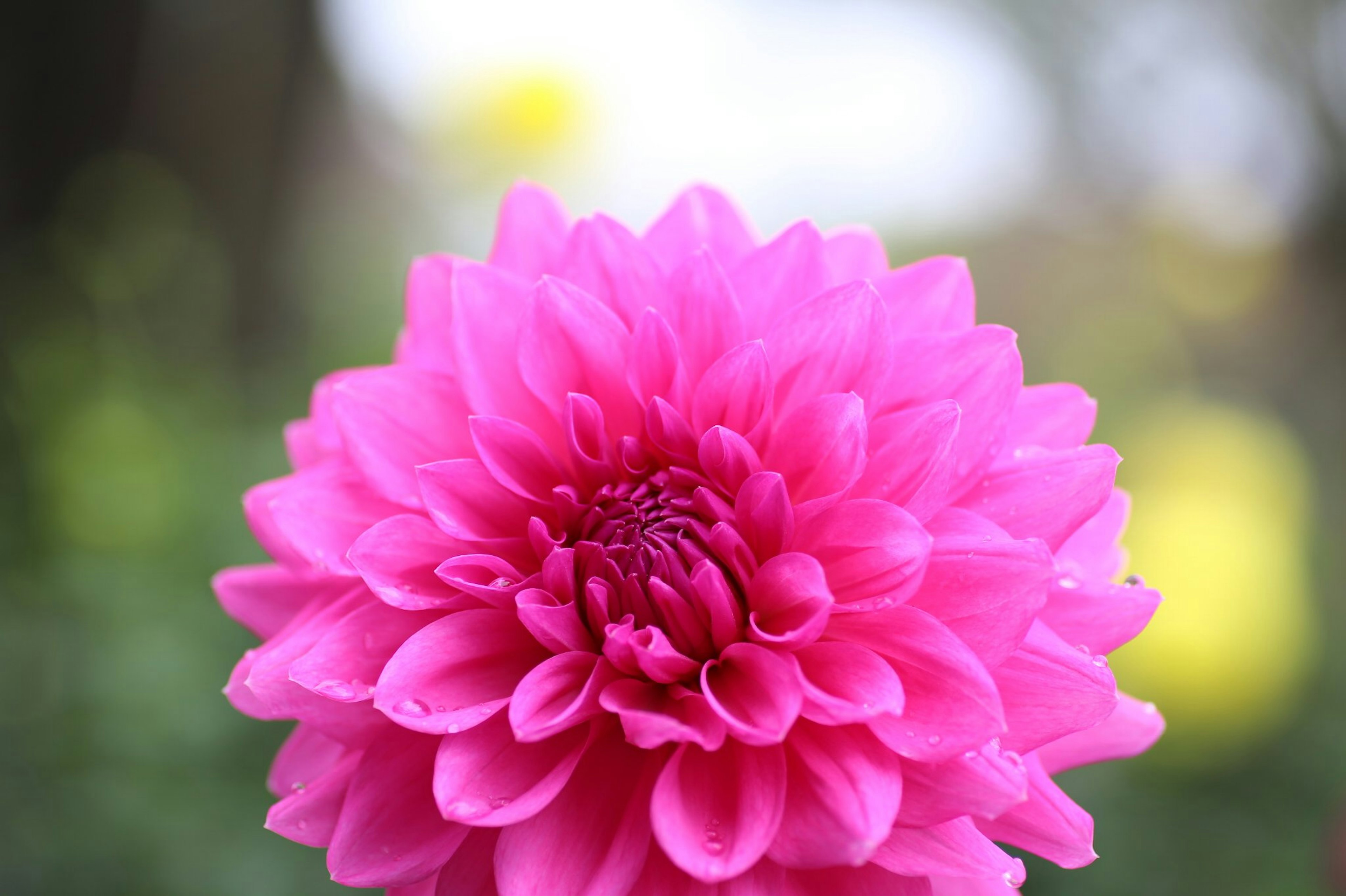 Nahaufnahme einer leuchtend pinken Dahlienblüte mit verschwommenen gelben Blumen im Hintergrund