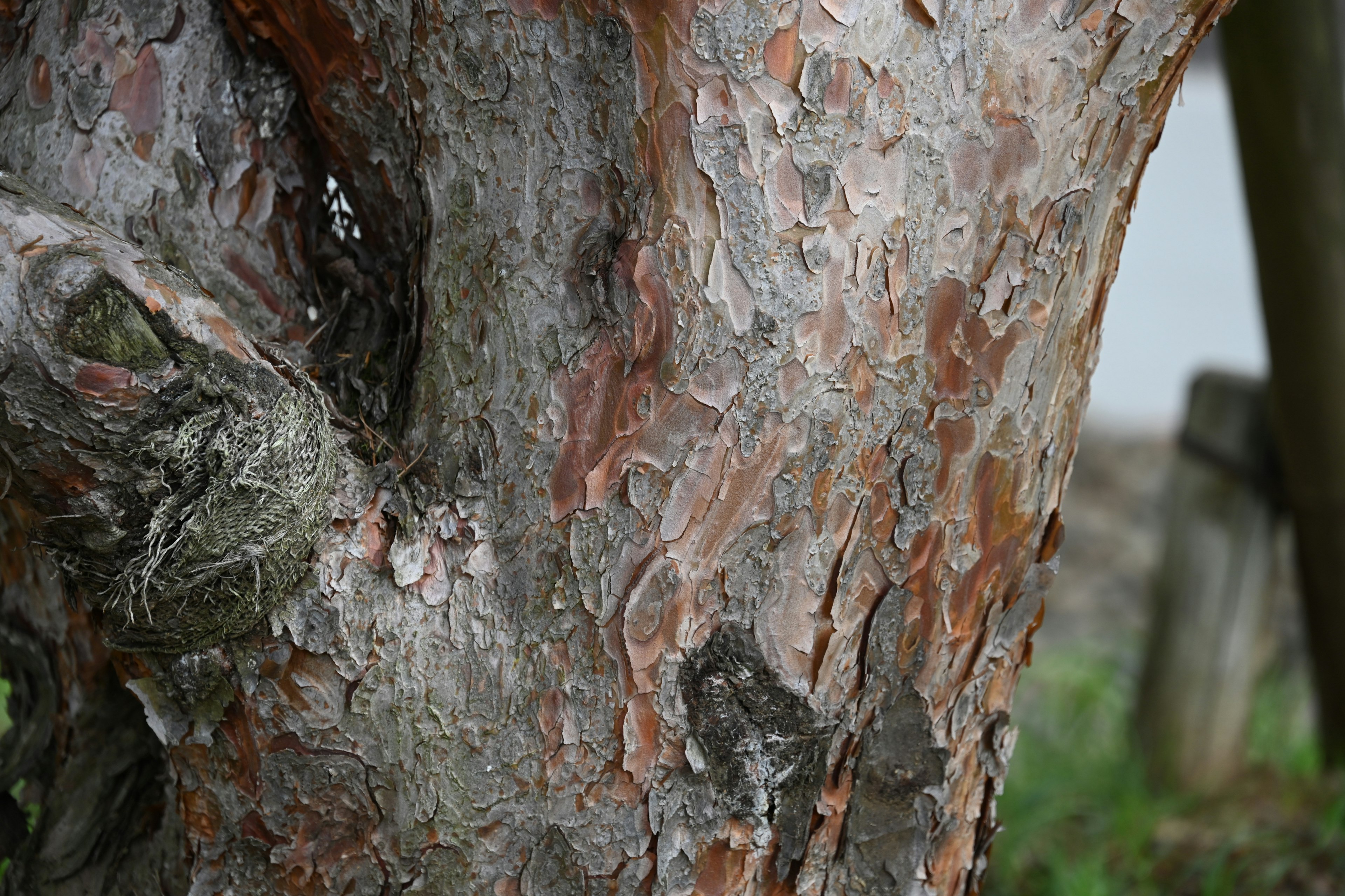 Close-up of a tree trunk showcasing unique textures and colors