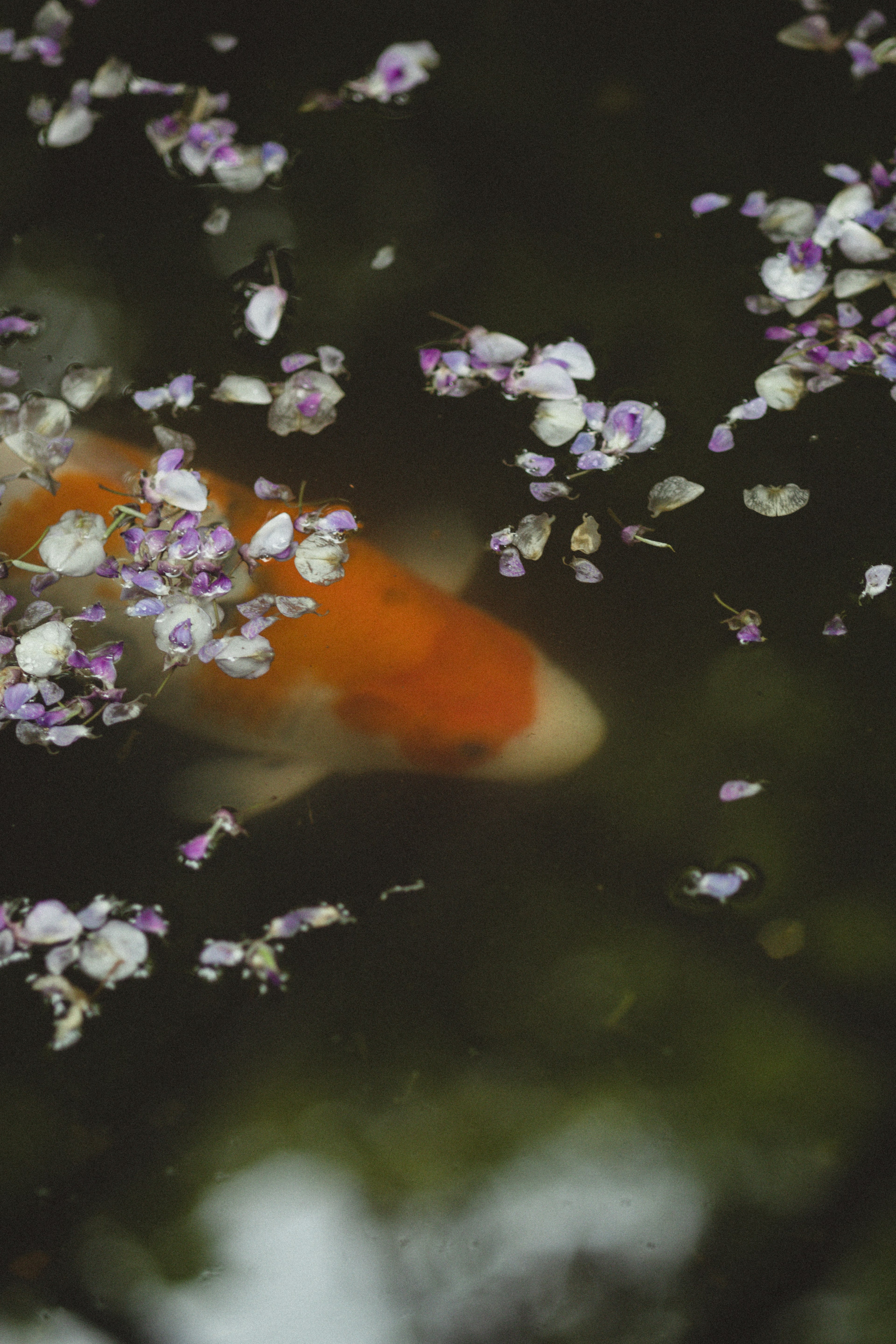 An orange koi fish swimming among purple flower petals in a pond