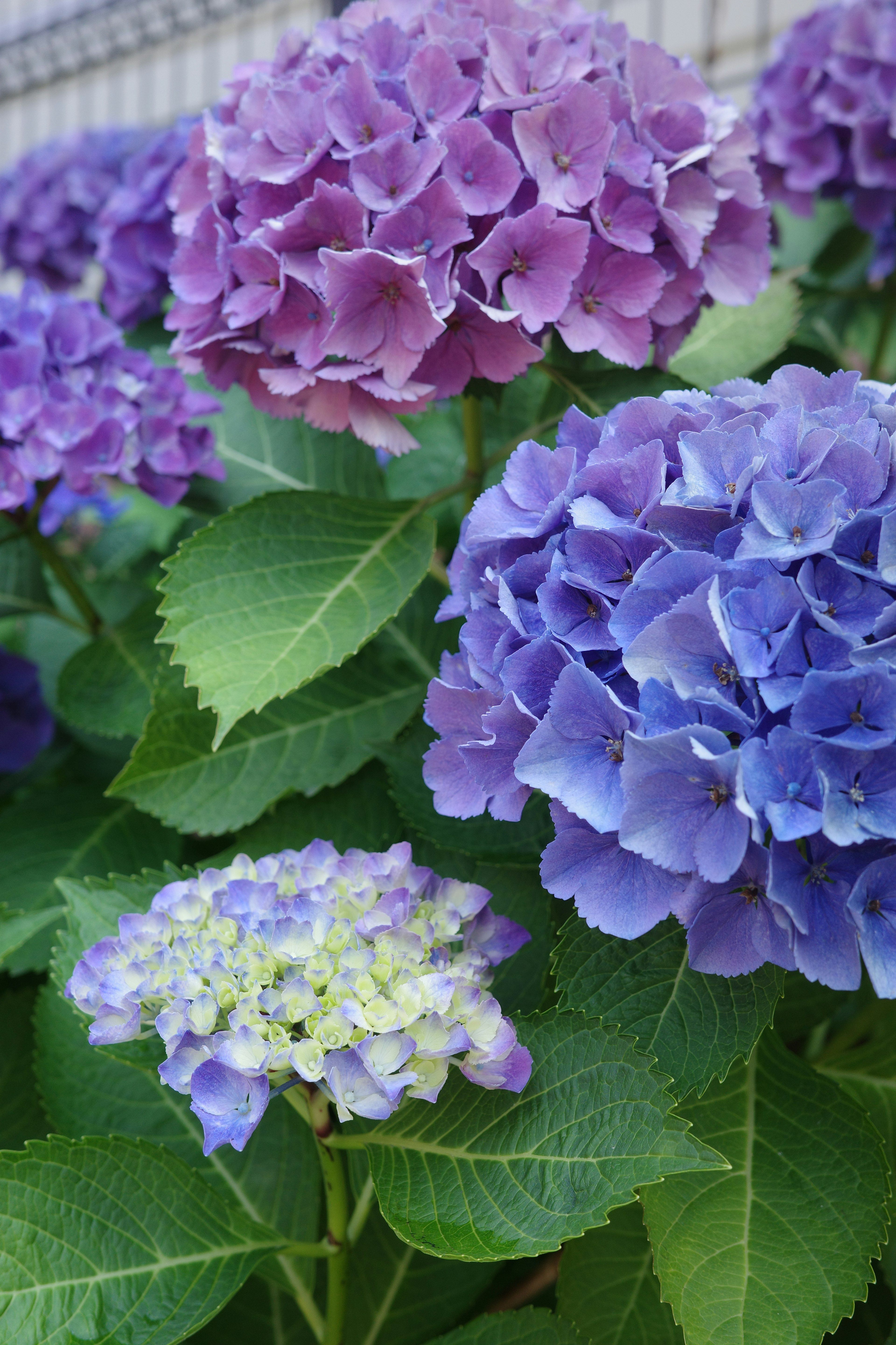 Hydrangea flowers in shades of purple and blue with green leaves