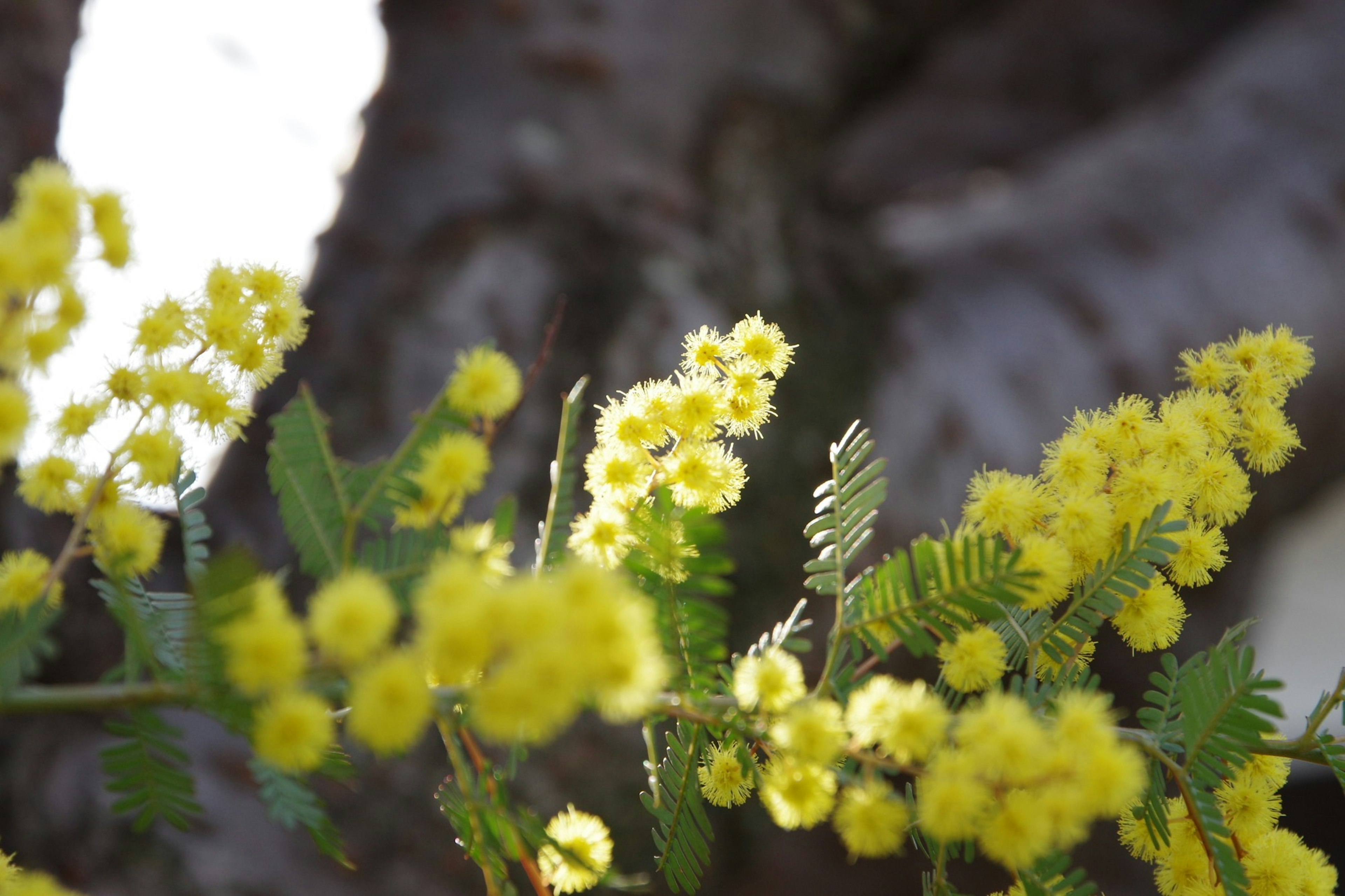 Nahaufnahme von gelben Blumen an einem Baum mit verschwommenem Rindenhintergrund