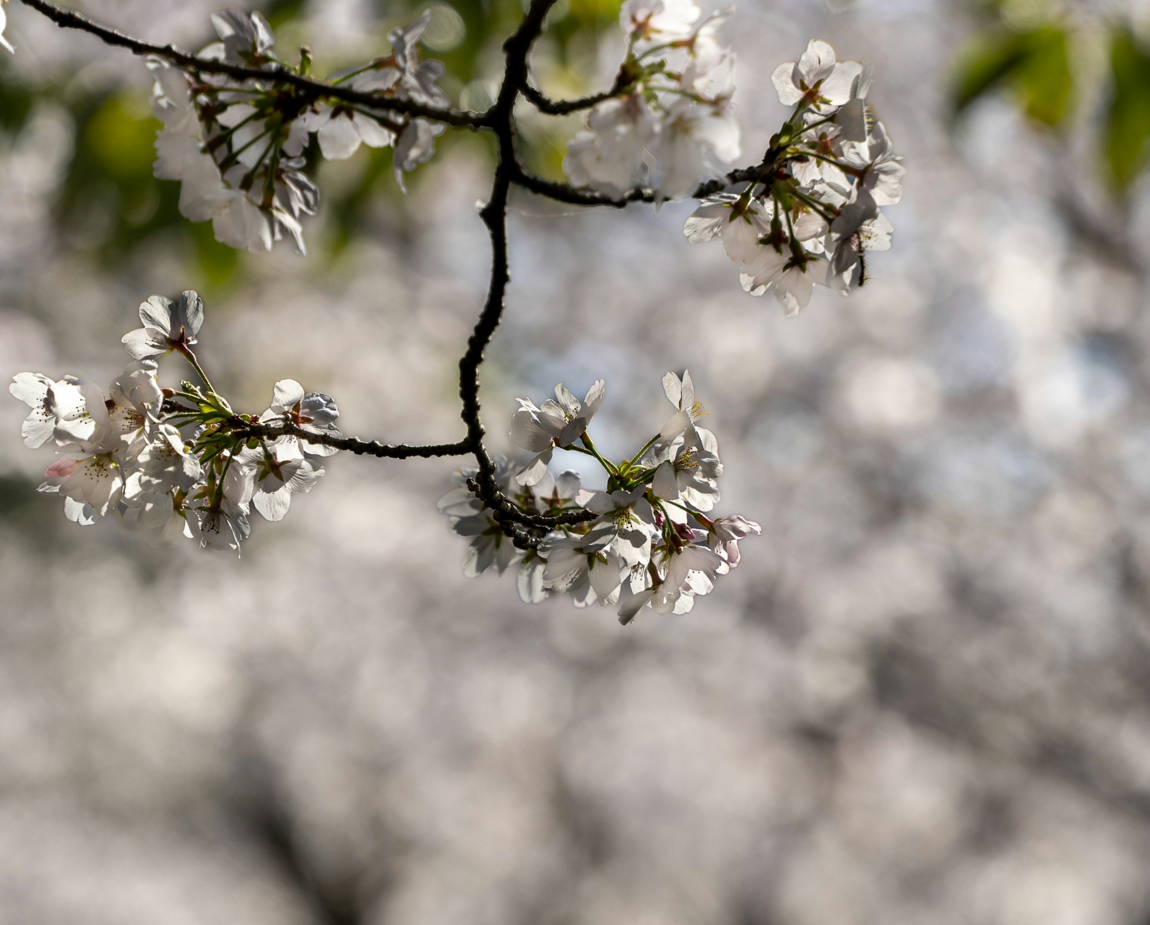 桜の花が咲いている枝のクローズアップ背景はぼやけた桜の花