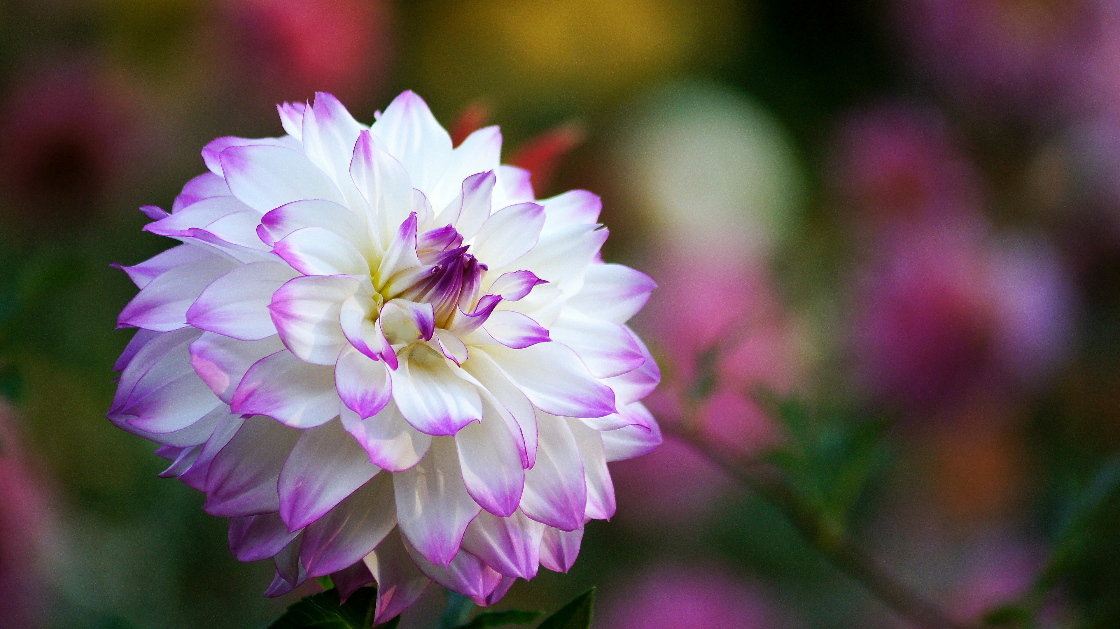 Un bellissimo fiore di dalia bianco e rosa che sboccia in uno sfondo sfocato