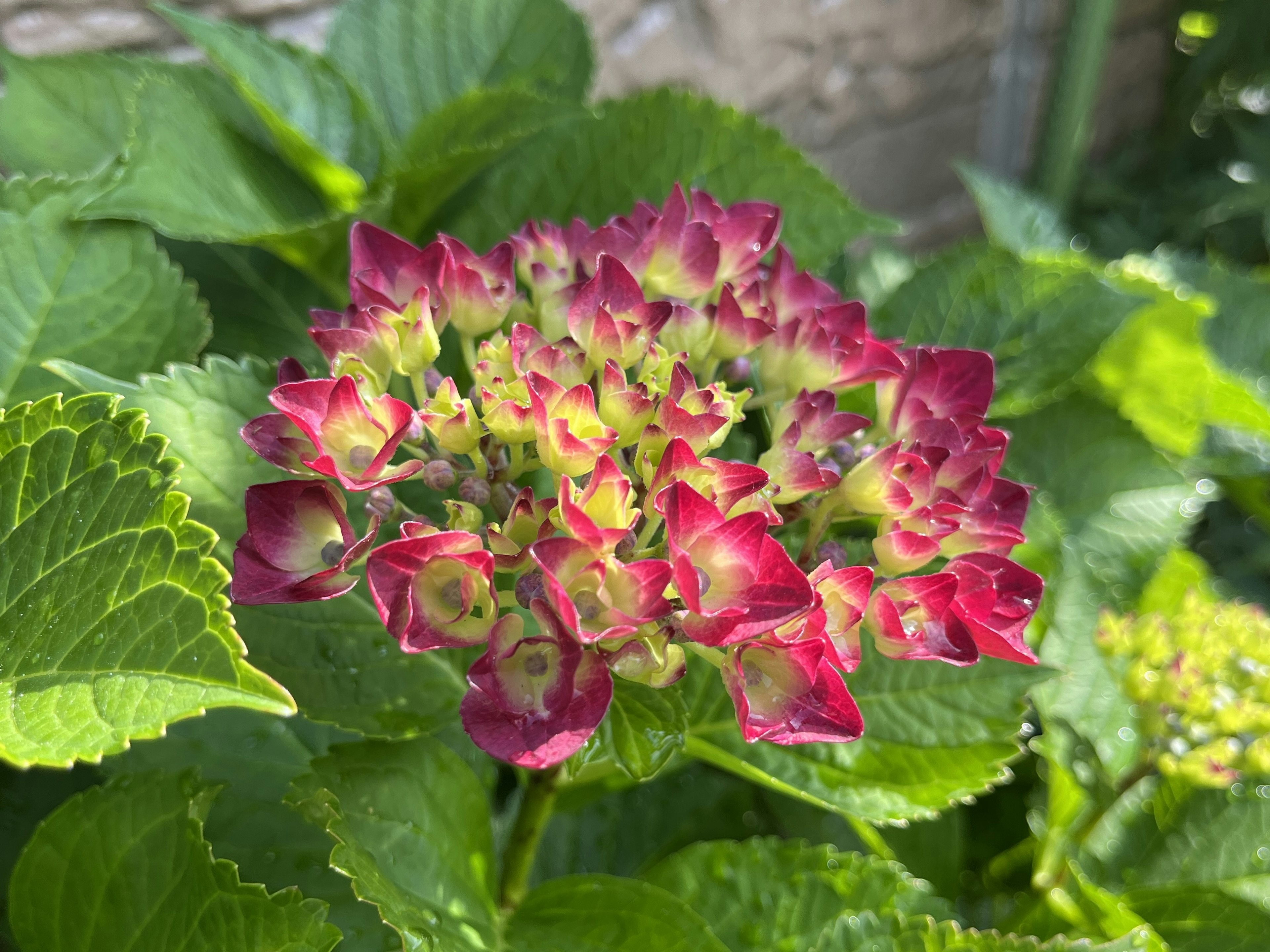 色とりどりの花びらを持つ紫陽花の花