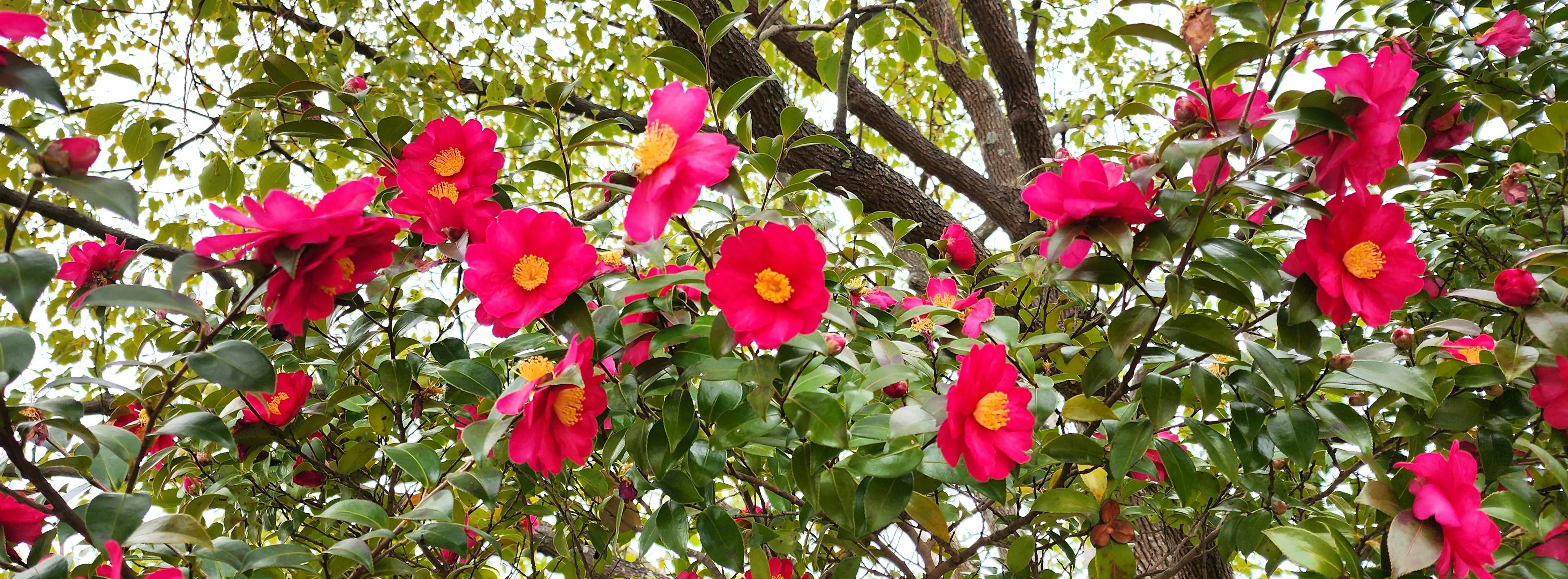 特写镜头，展示盛开的鲜艳红花的树枝