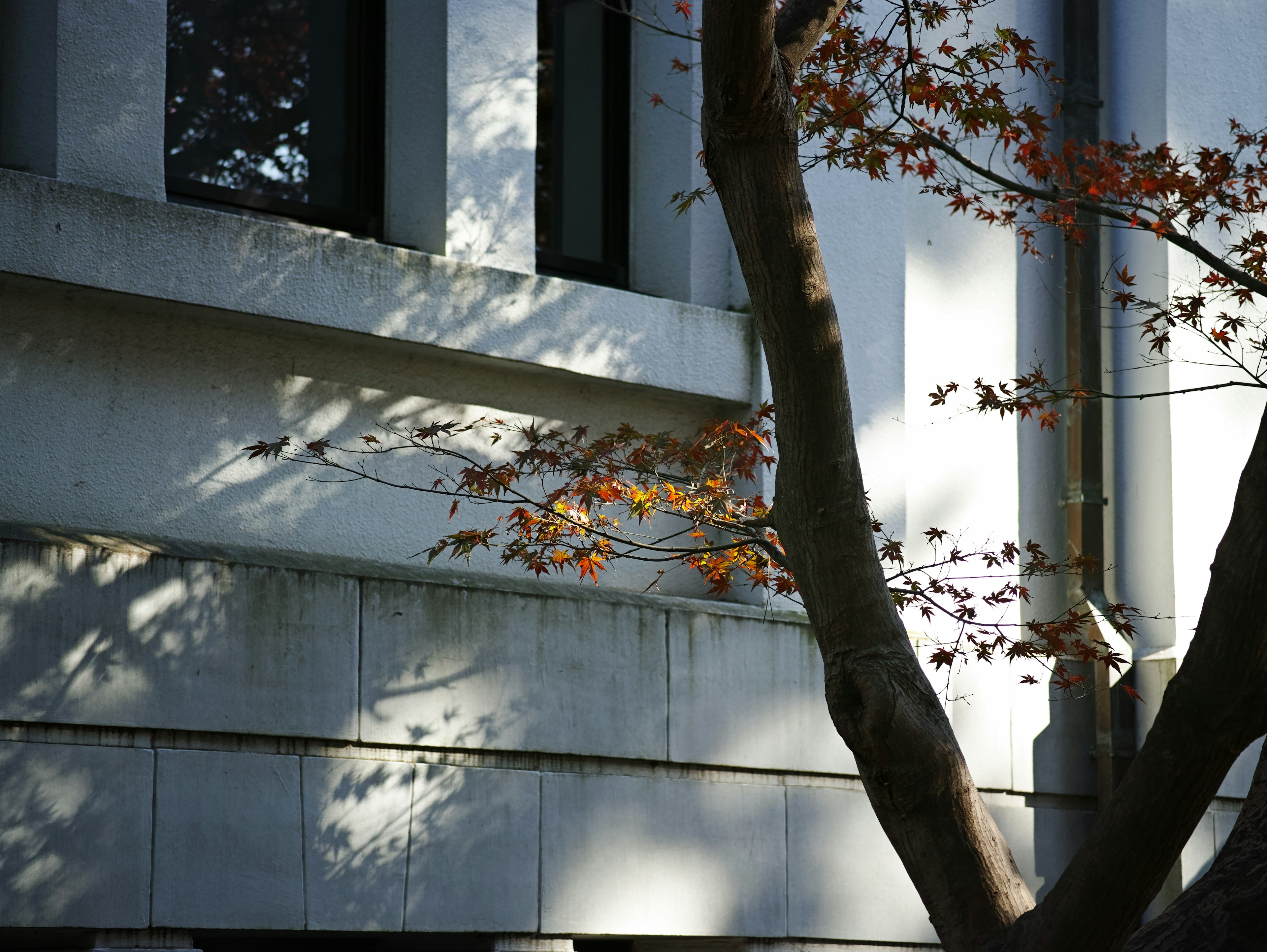 Escena de una pared de edificio con ramas de árbol proyectando sombras