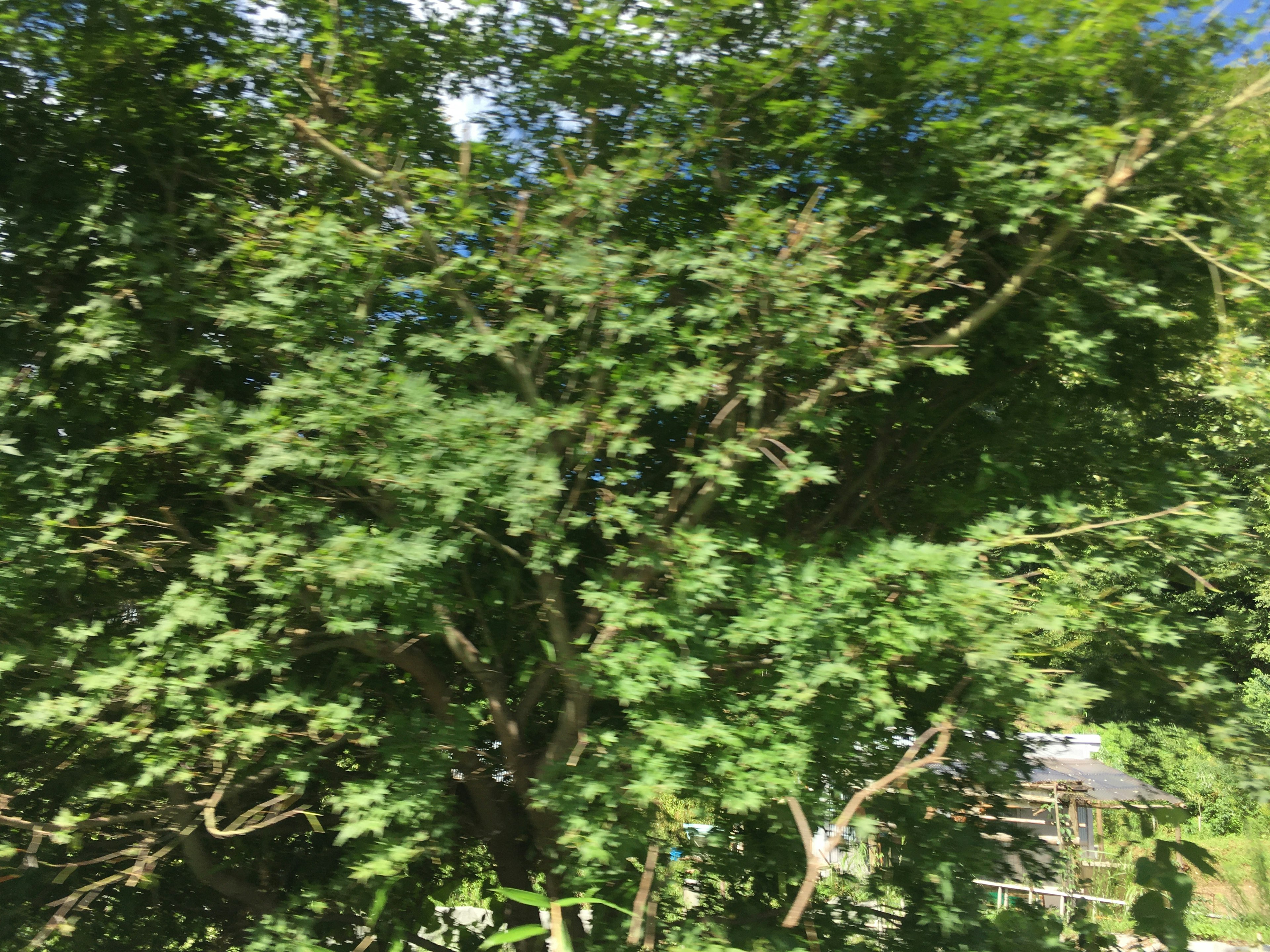 Lush green trees with dense foliage