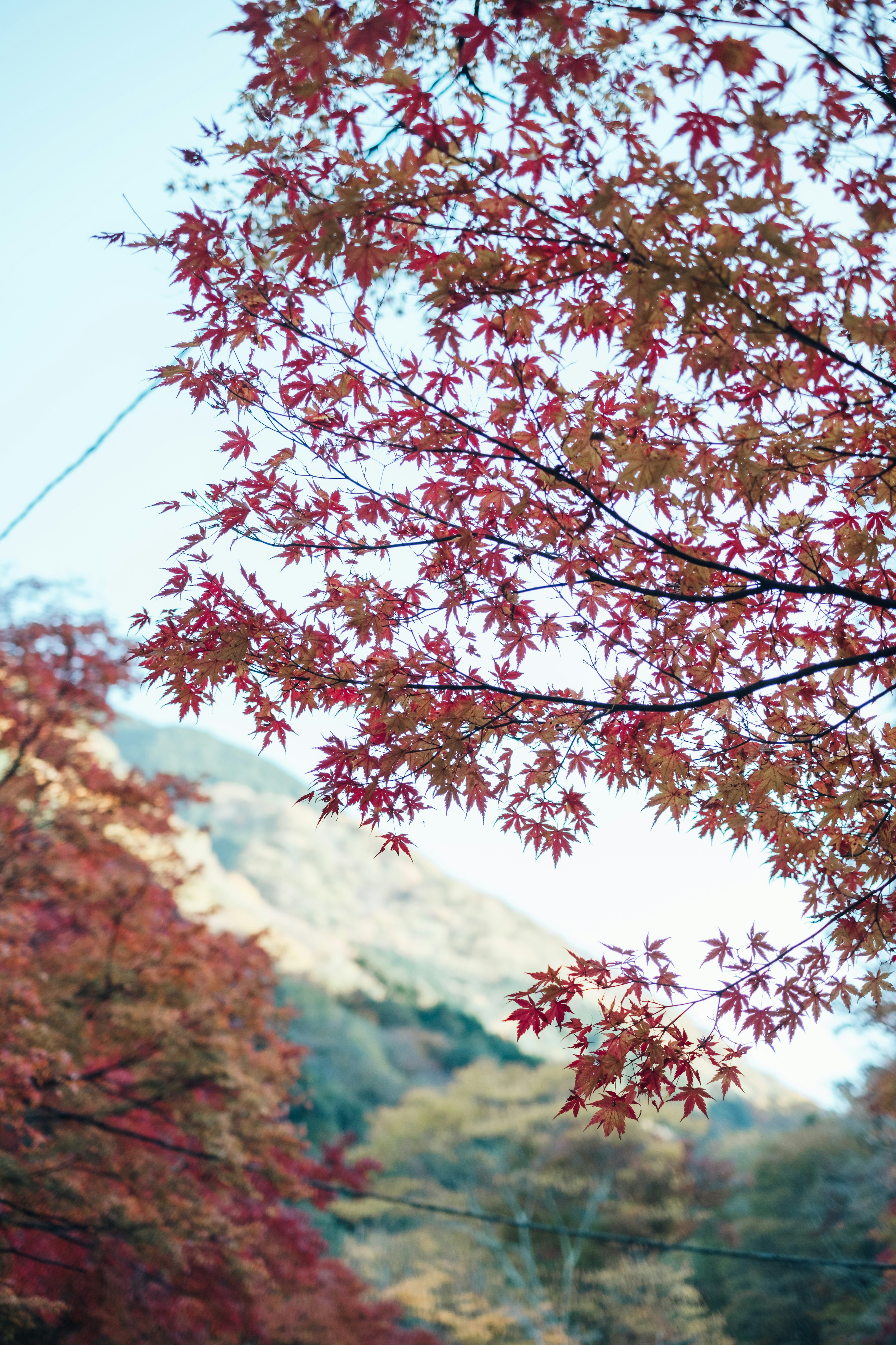 秋の紅葉した木の葉が映る風景